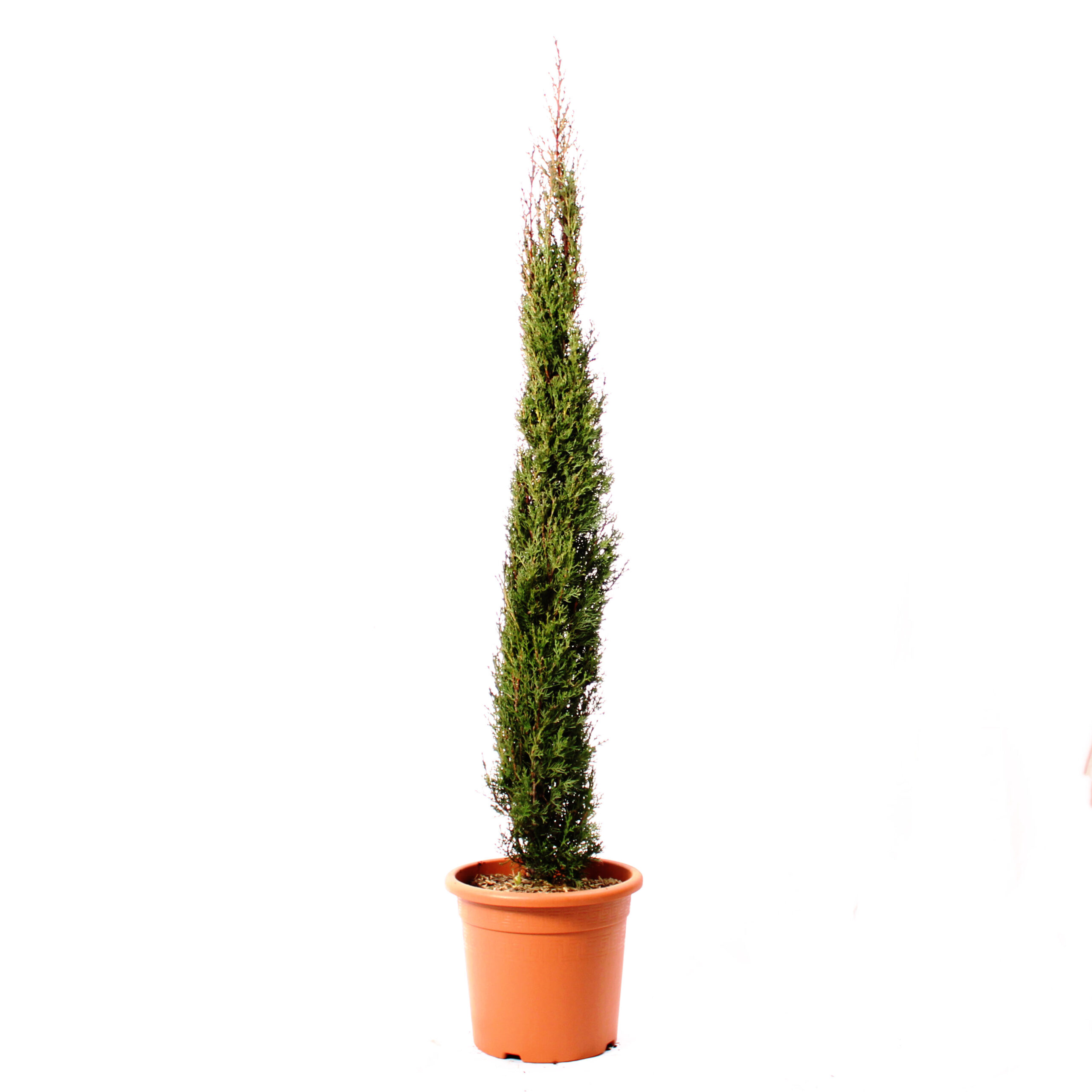 Cupressus Sempervirens Totem (2)