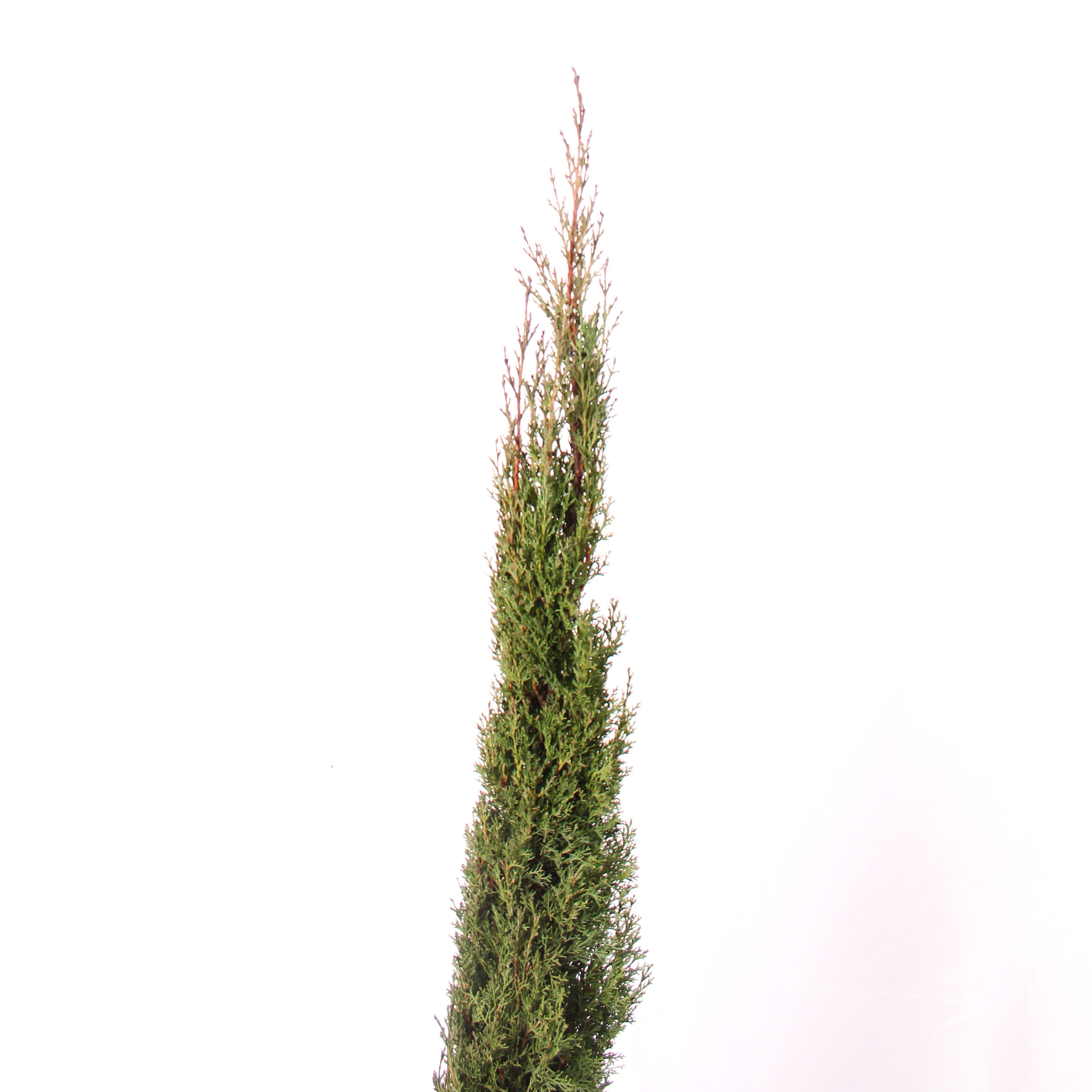 Cupressus Sempervirens Totem (4)