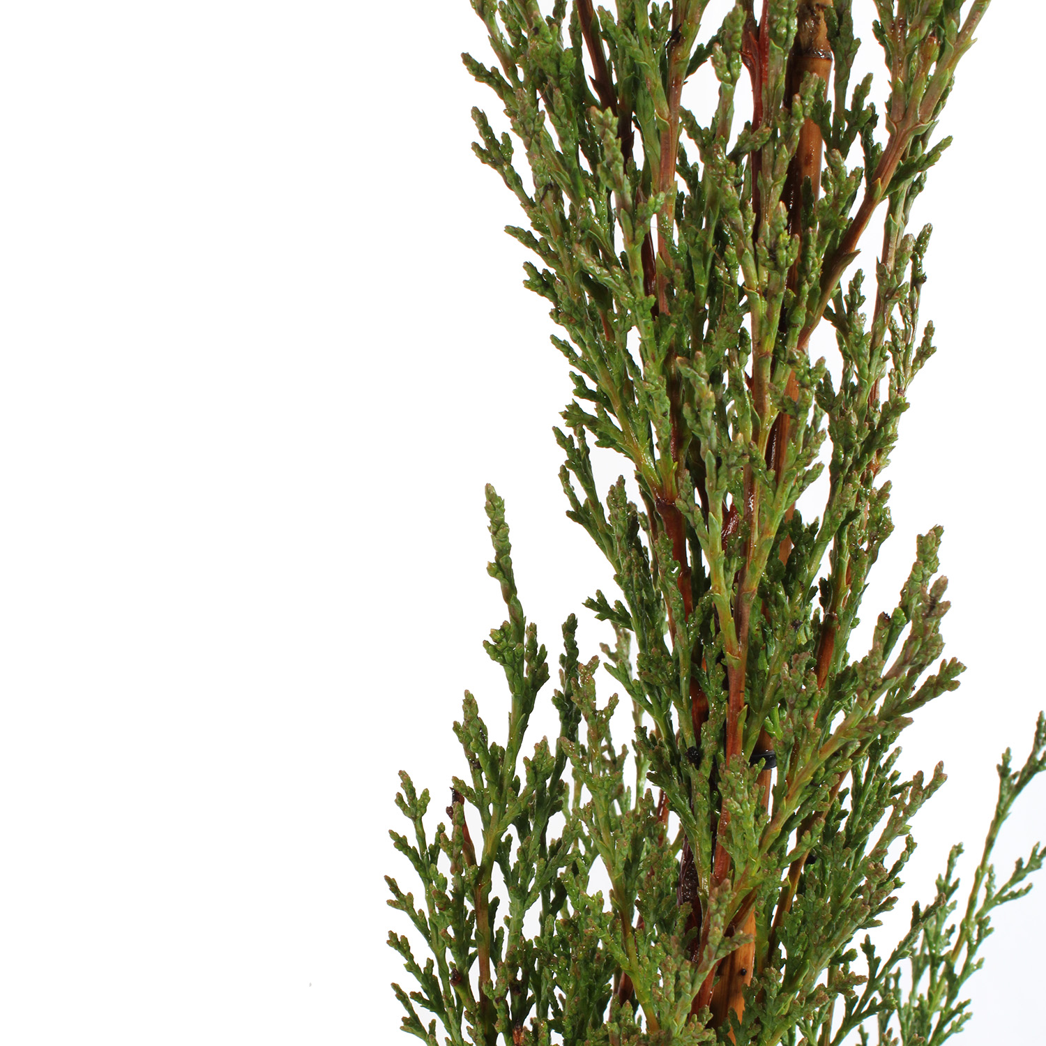 Cupressus Sempervirens Totem vaso 20 (4).JPG