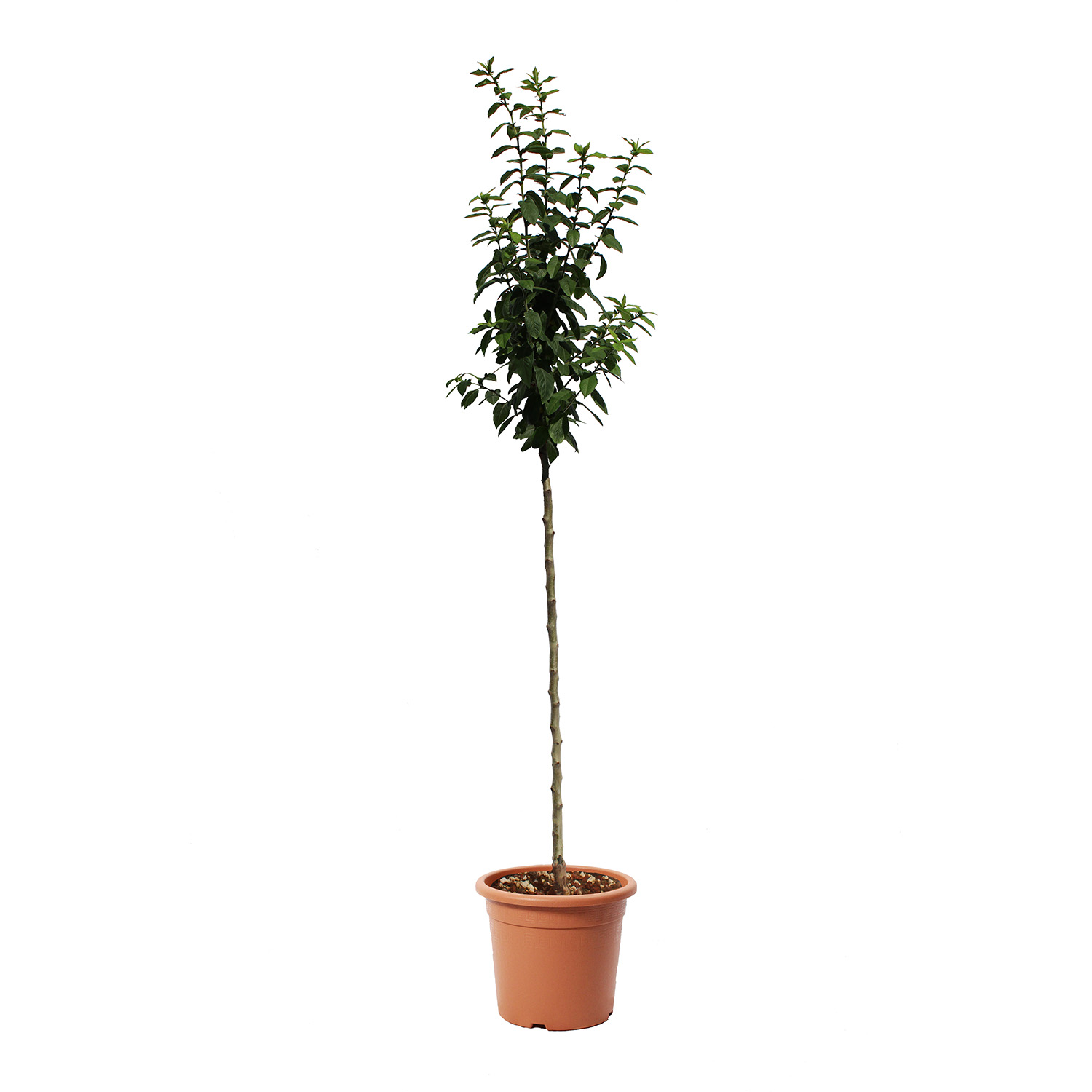 Nespolo vaso 28 (2)