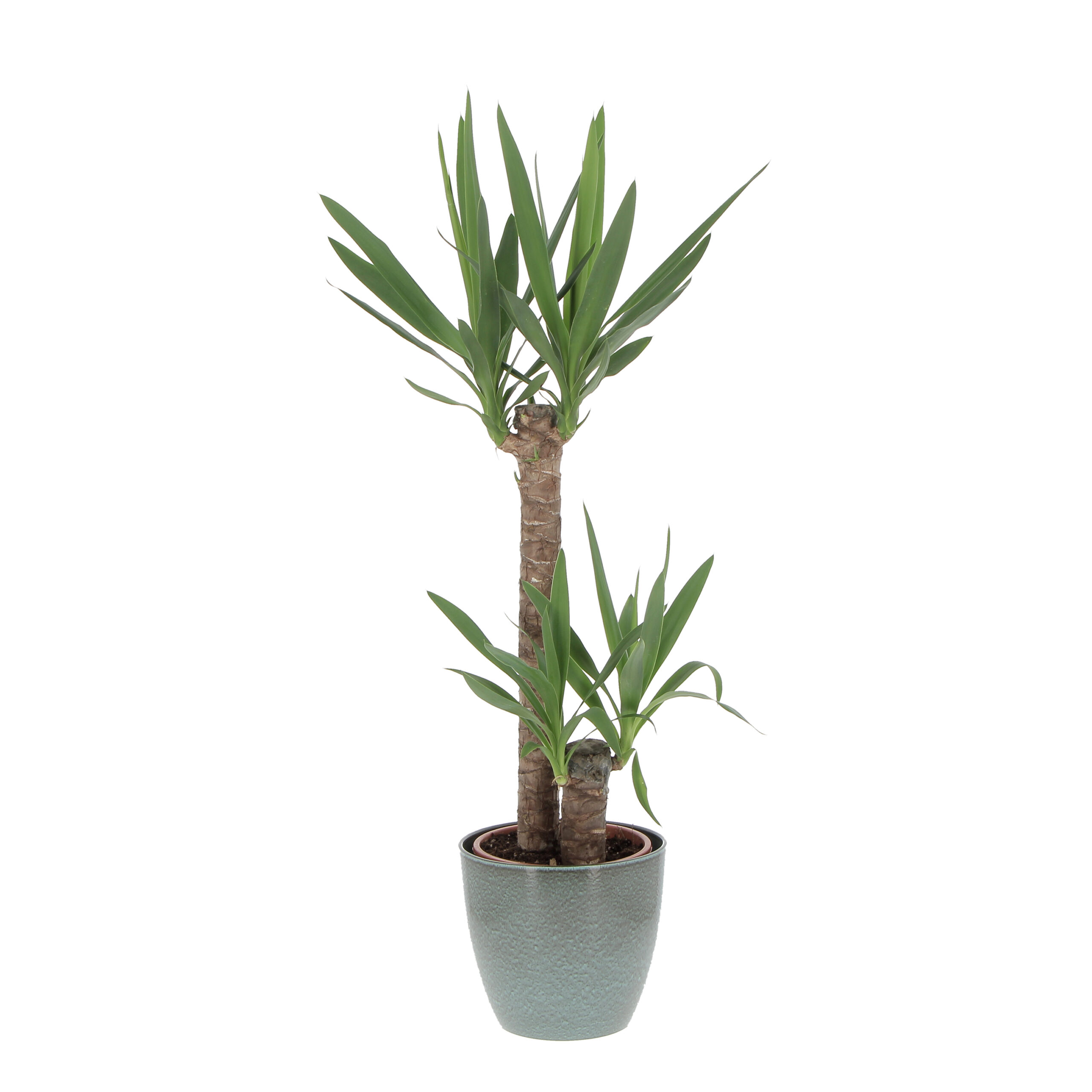 PTG-Yucca-v19-h90_920-22ScottishMoss