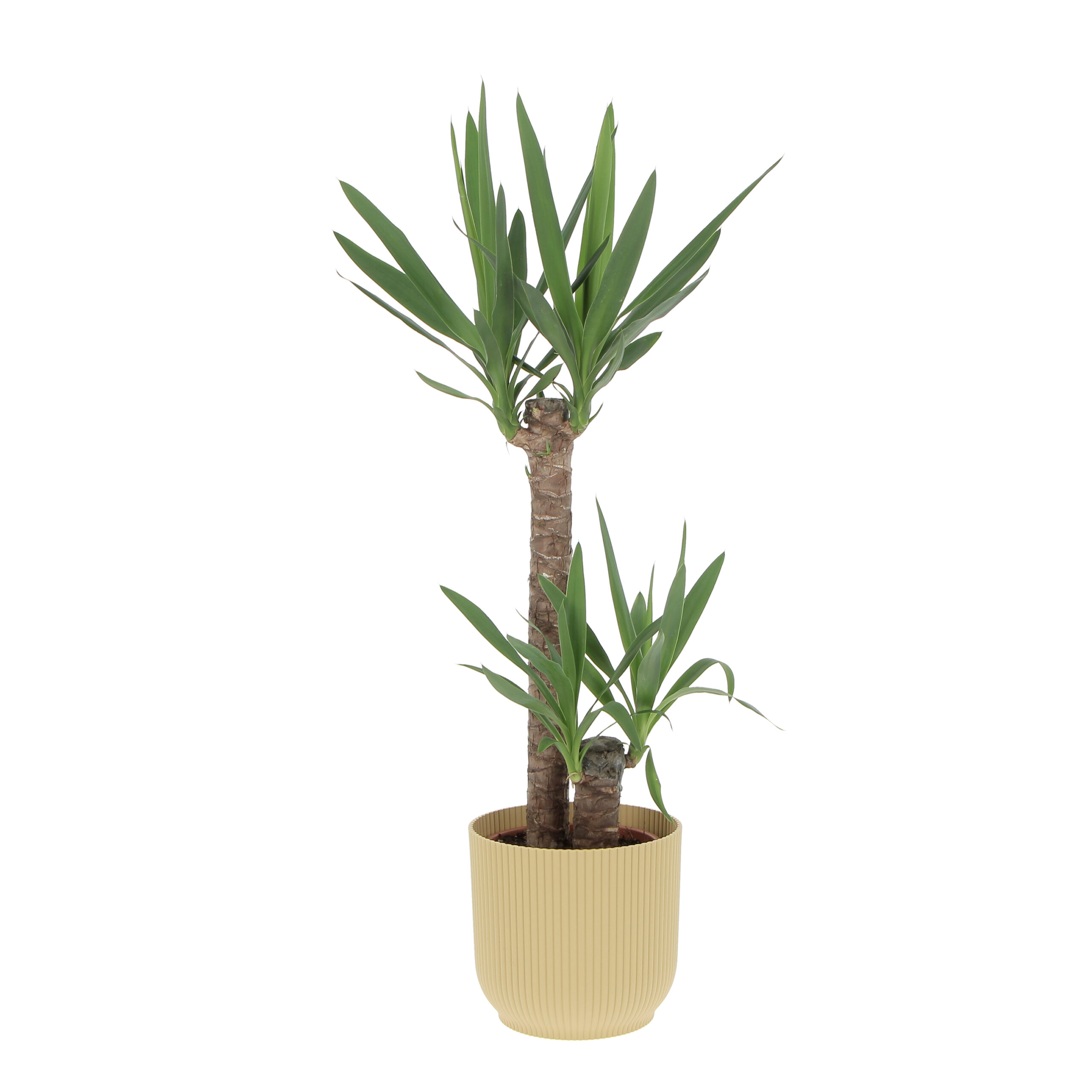 PTG-Yucca-v19-h90_VibesFoldRound22ButterYellow