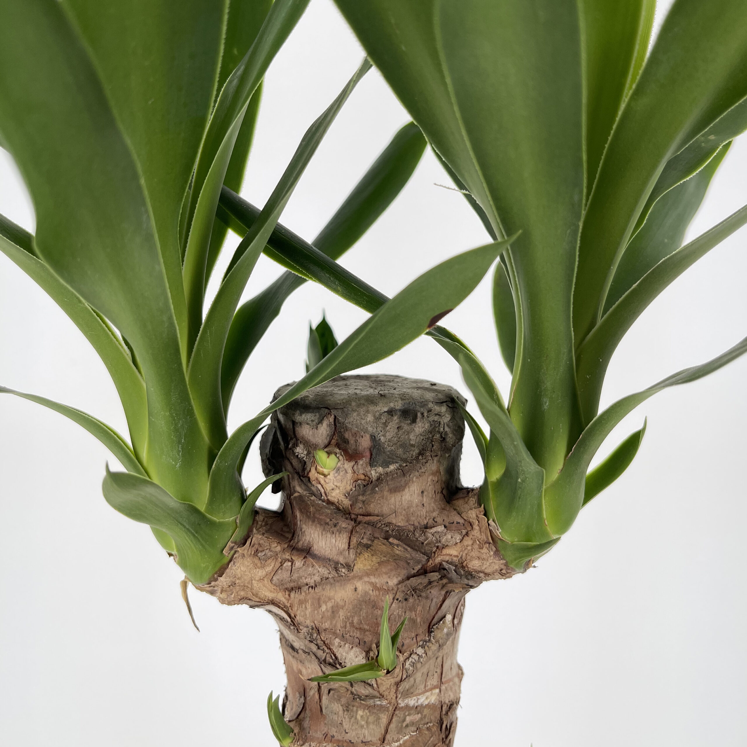 PTG-Yucca-v19-h90_part1