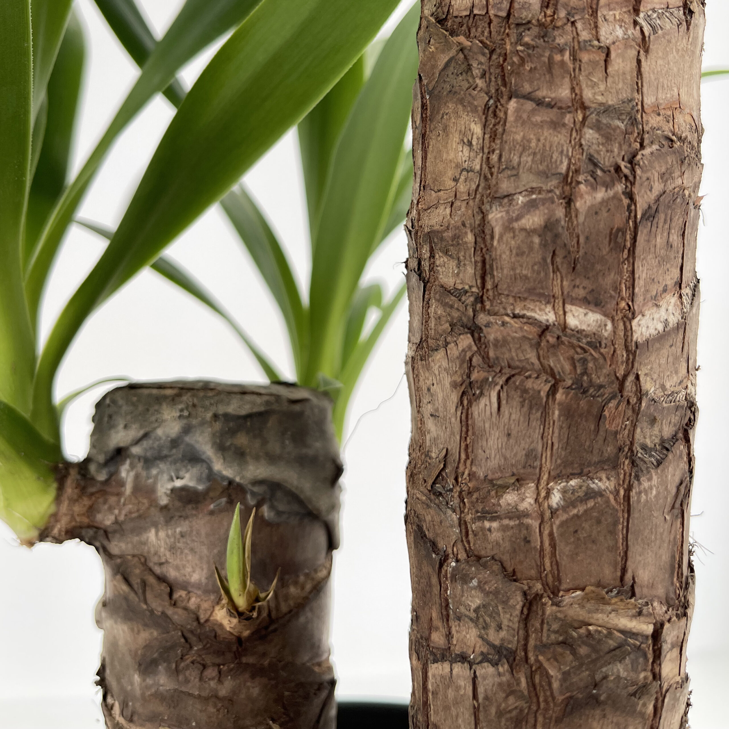 PTG-Yucca-v19-h90_part2