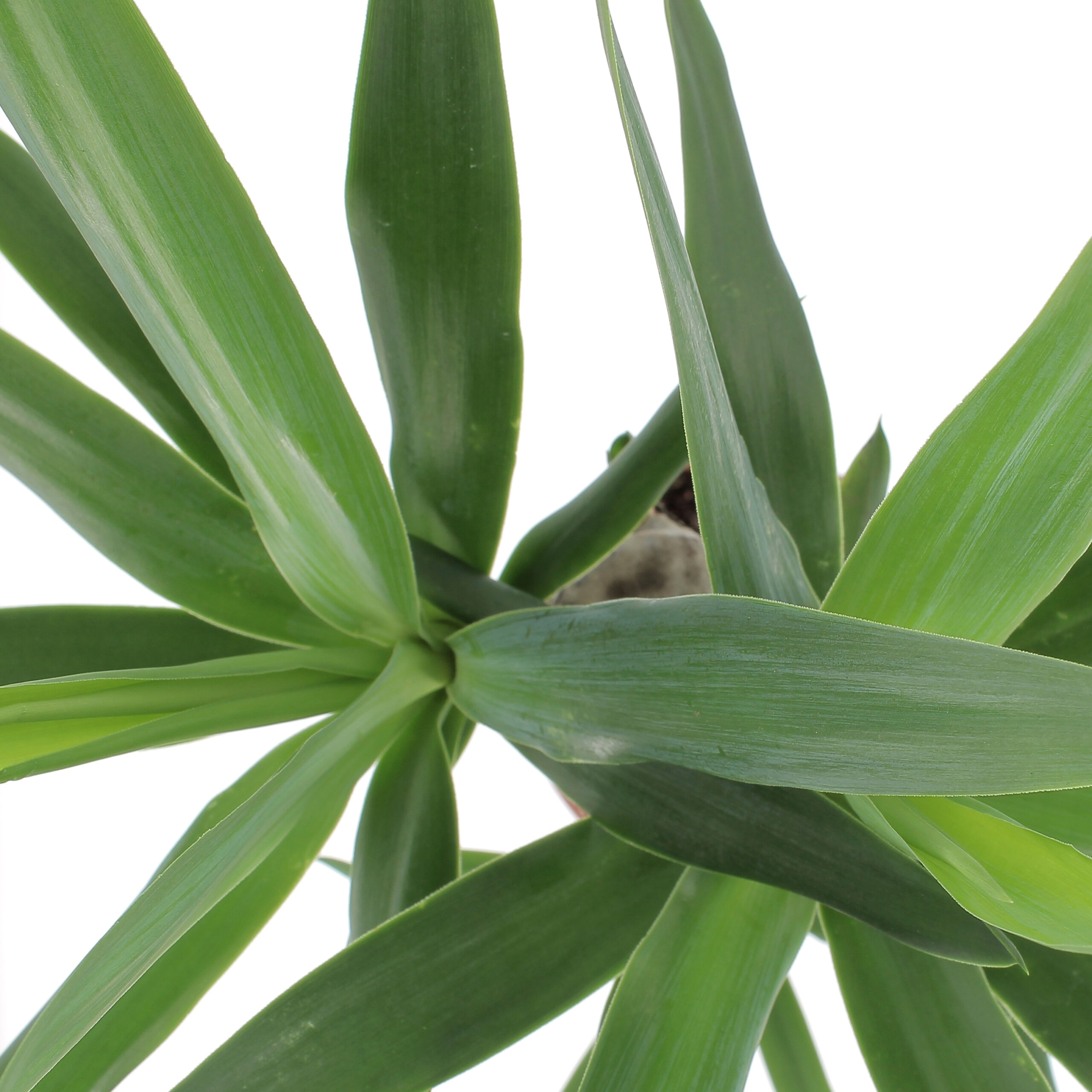 PTG-Yucca-v19-h90_sopra