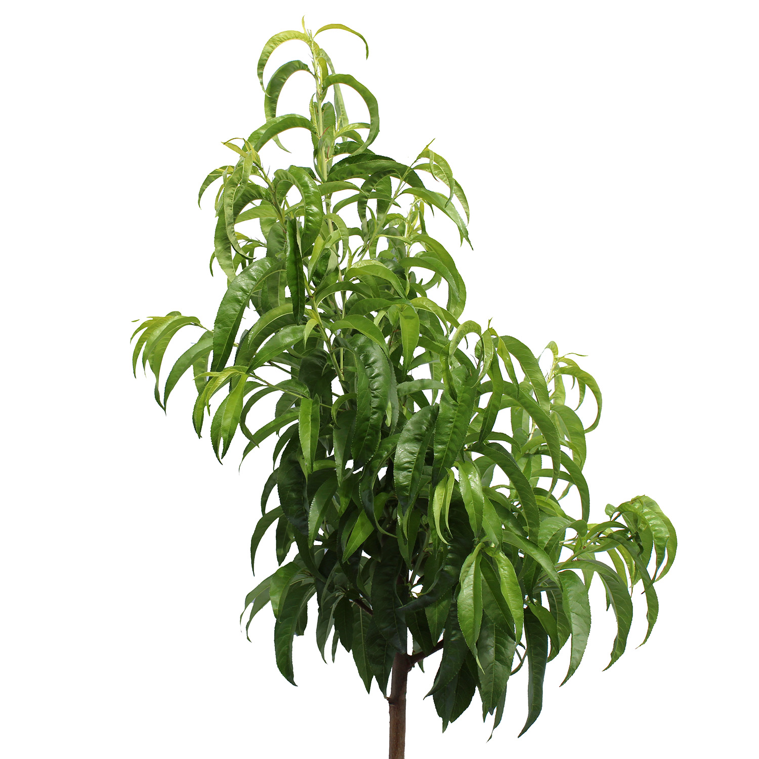 Pesco Nettarina (1)