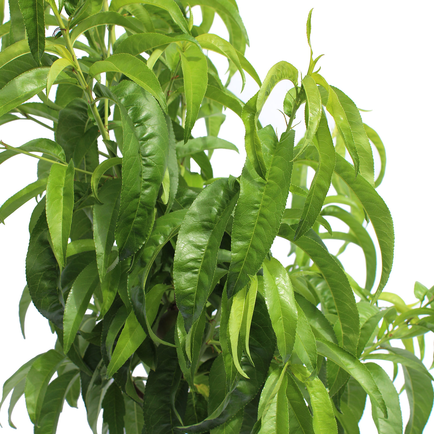 Pesco Nettarina (2)