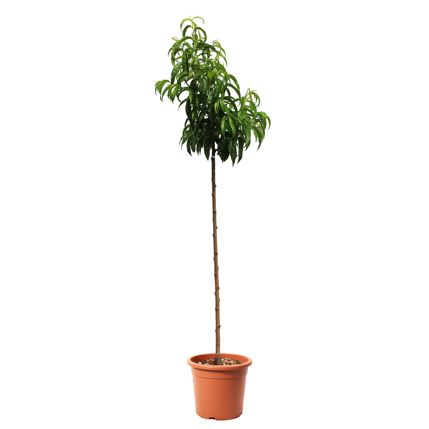 Pesco Nettarina (5)