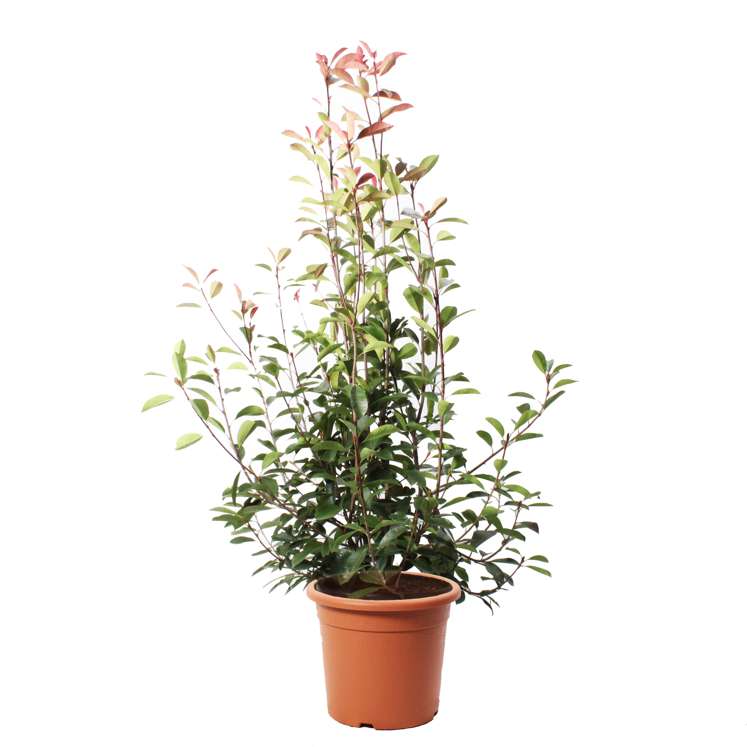 Photinia fraseri red robin vaso 30 (2)