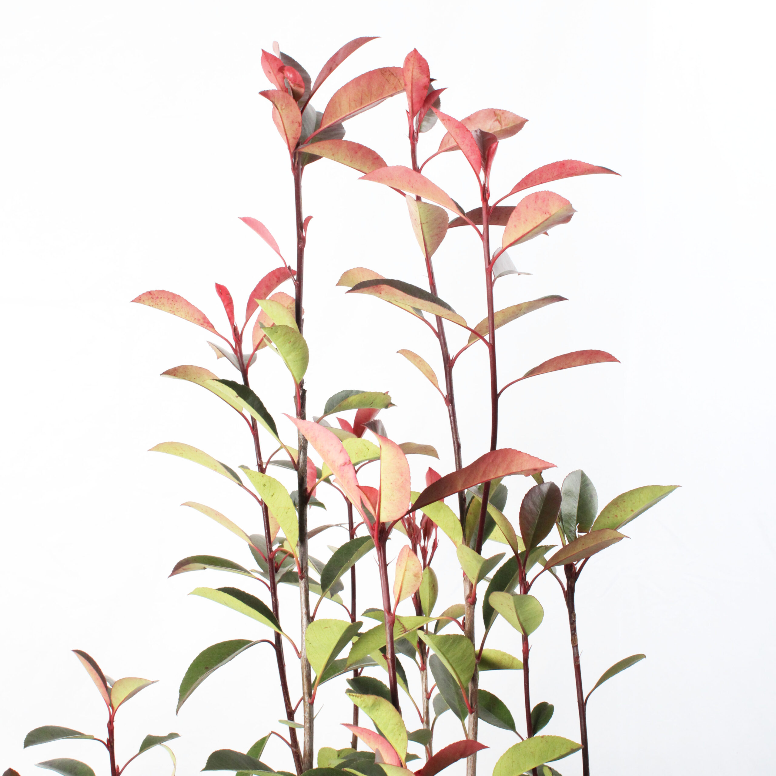 Photinia fraseri red robin vaso 30 (6)