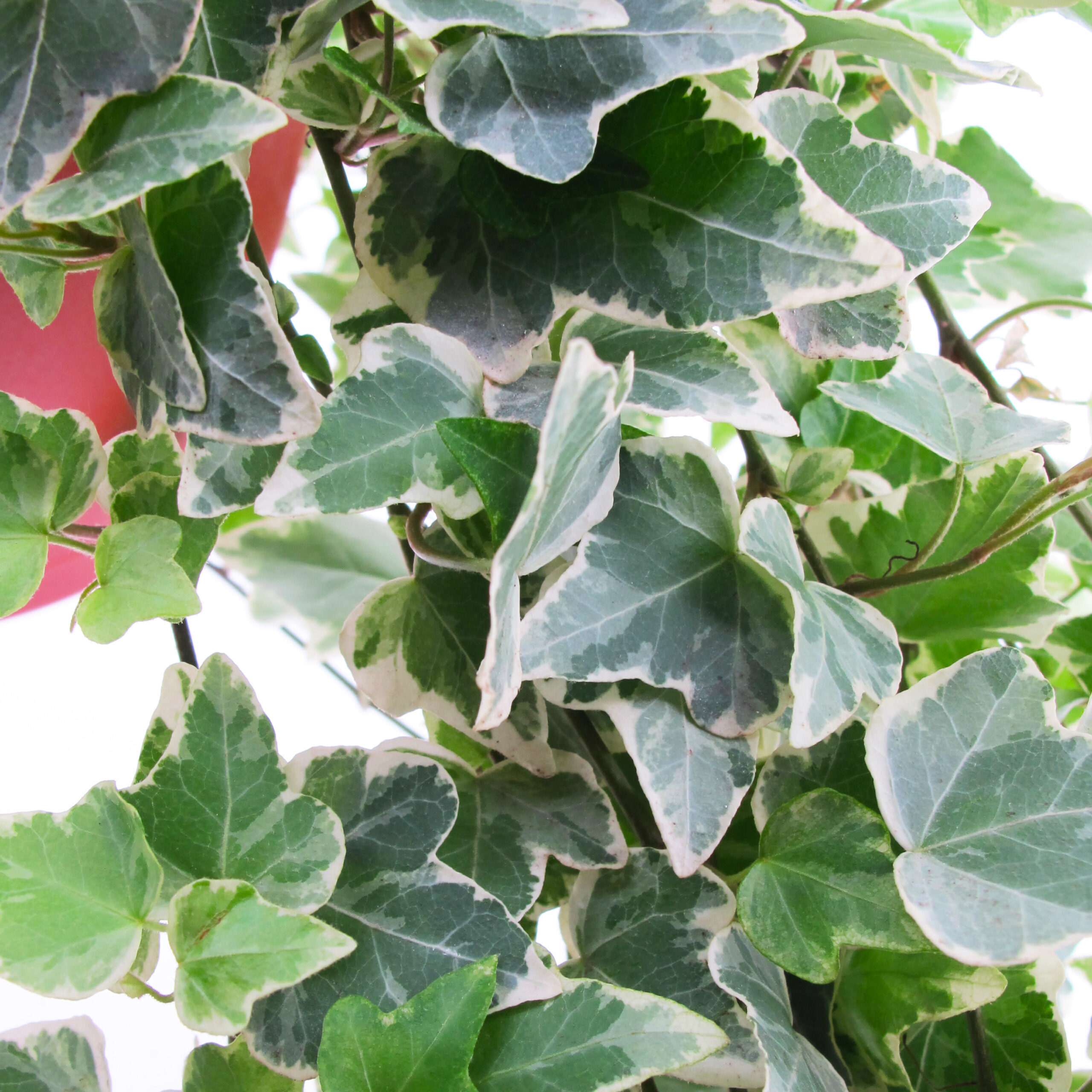 PTG-Hedera-v19_part1