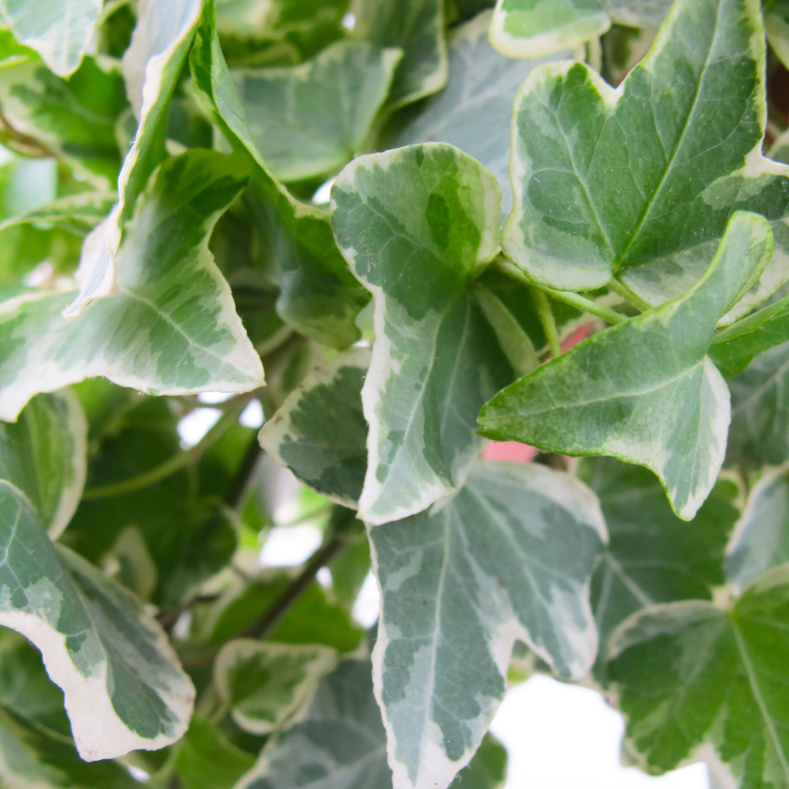 PTG-Hedera-v19_part2