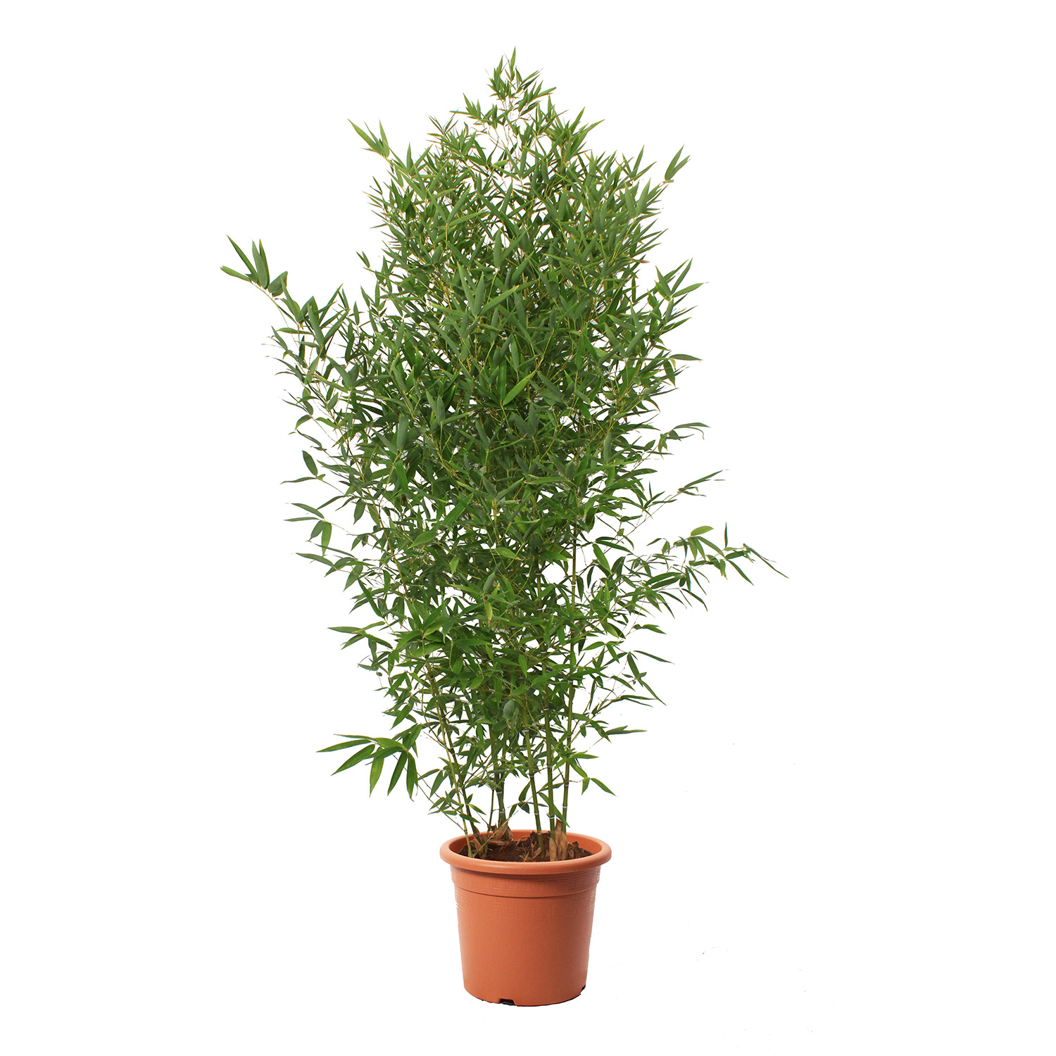 bambusa aurea (3)