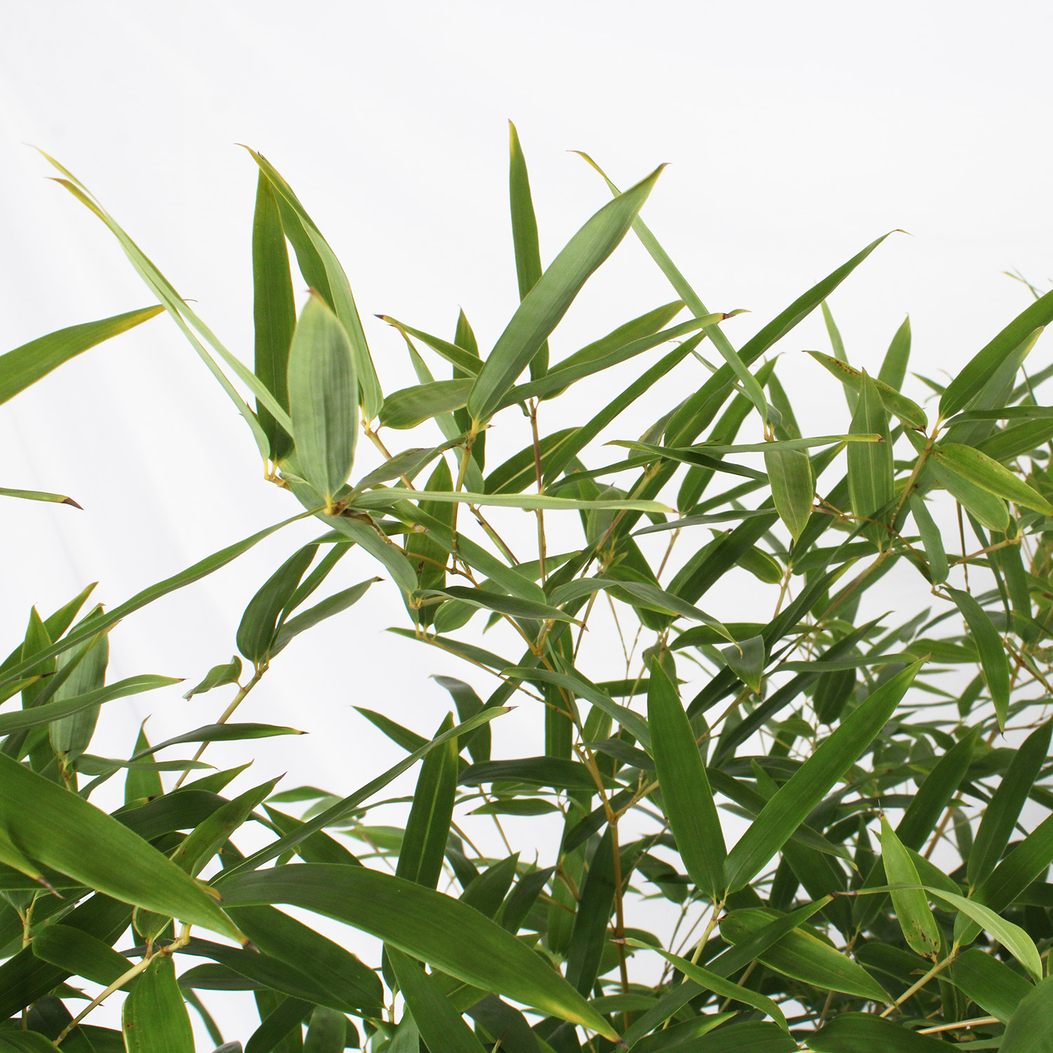bambusa spectabilis (1)
