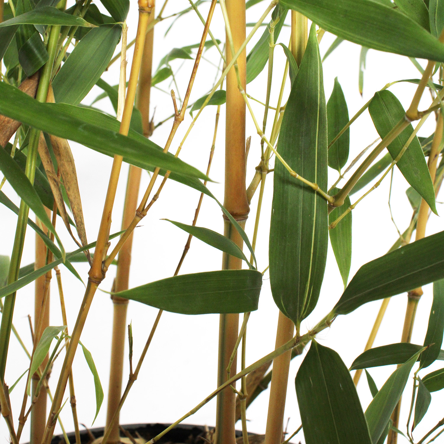 bambusa spectabilis (2)