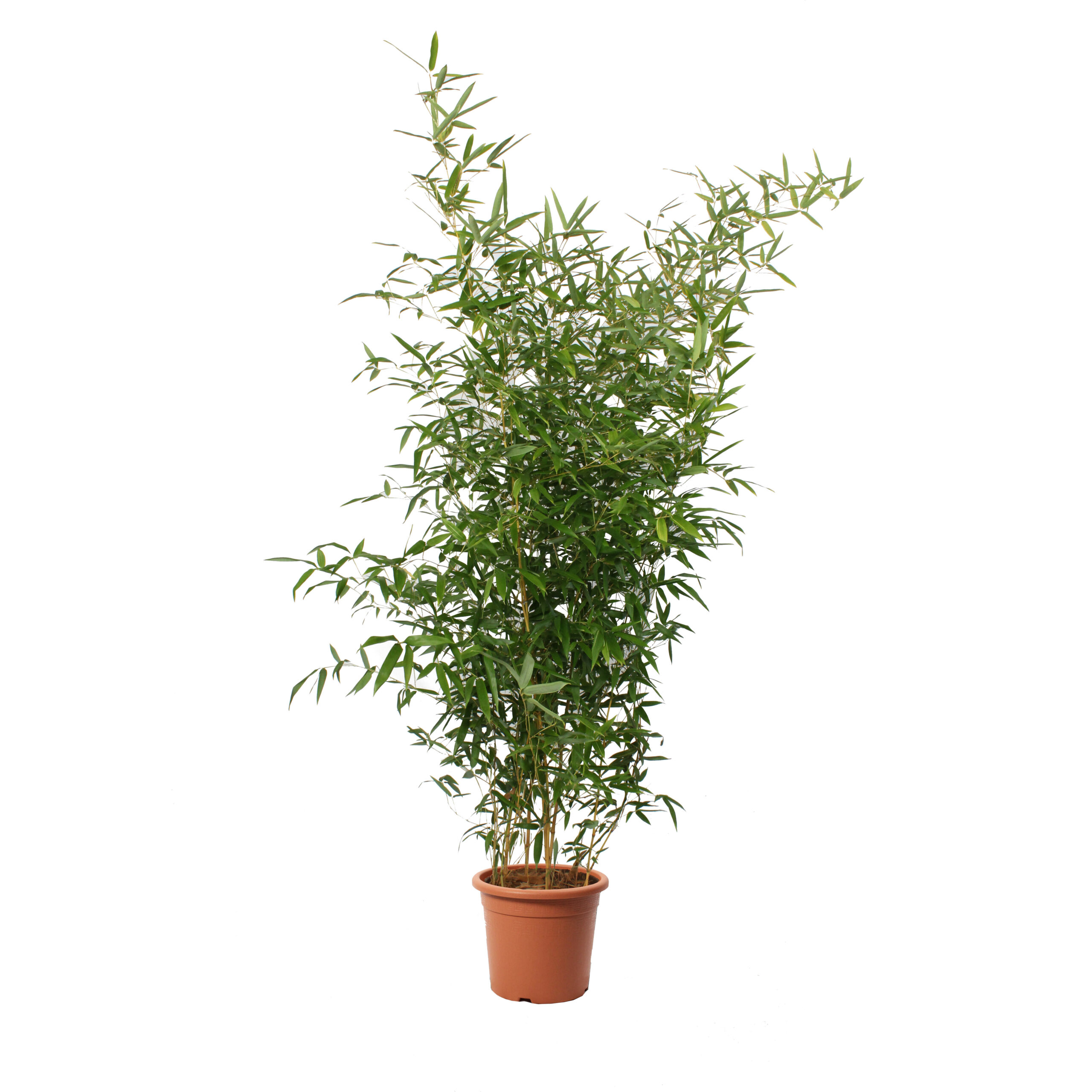 bambusa spectabilis (3)