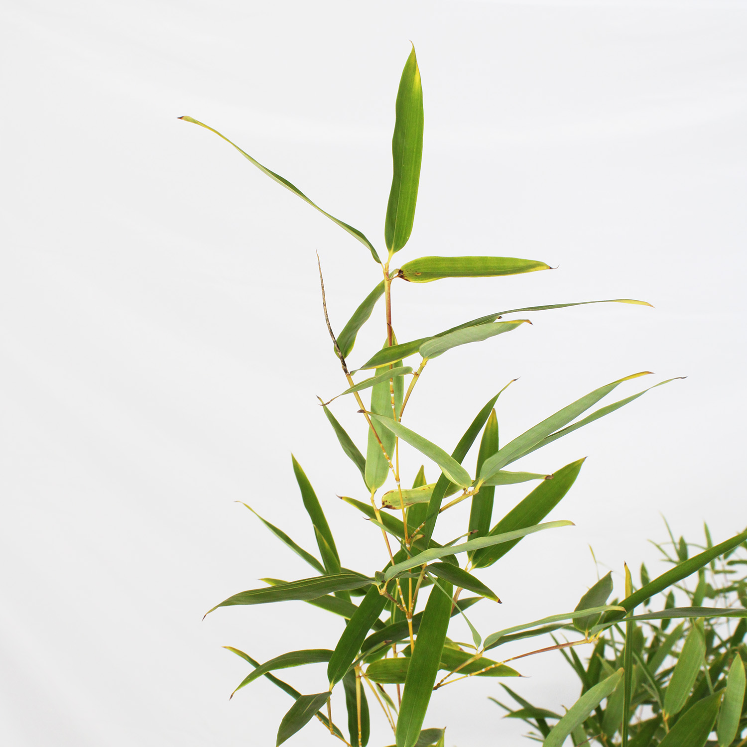 bambusa spectabilis (4)