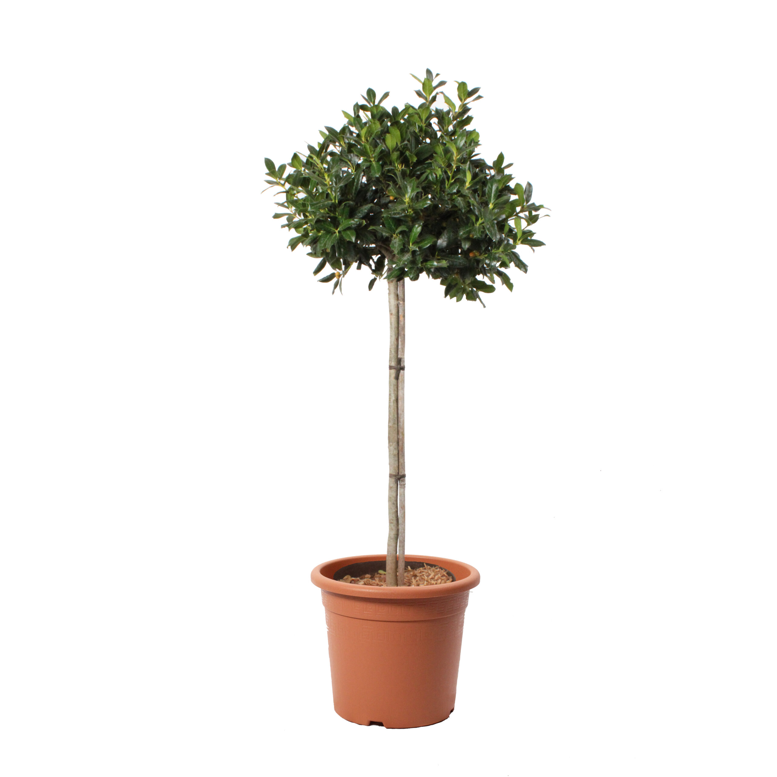 Ilex Mutchagara nellie R Stevens clt 15-18 (1)