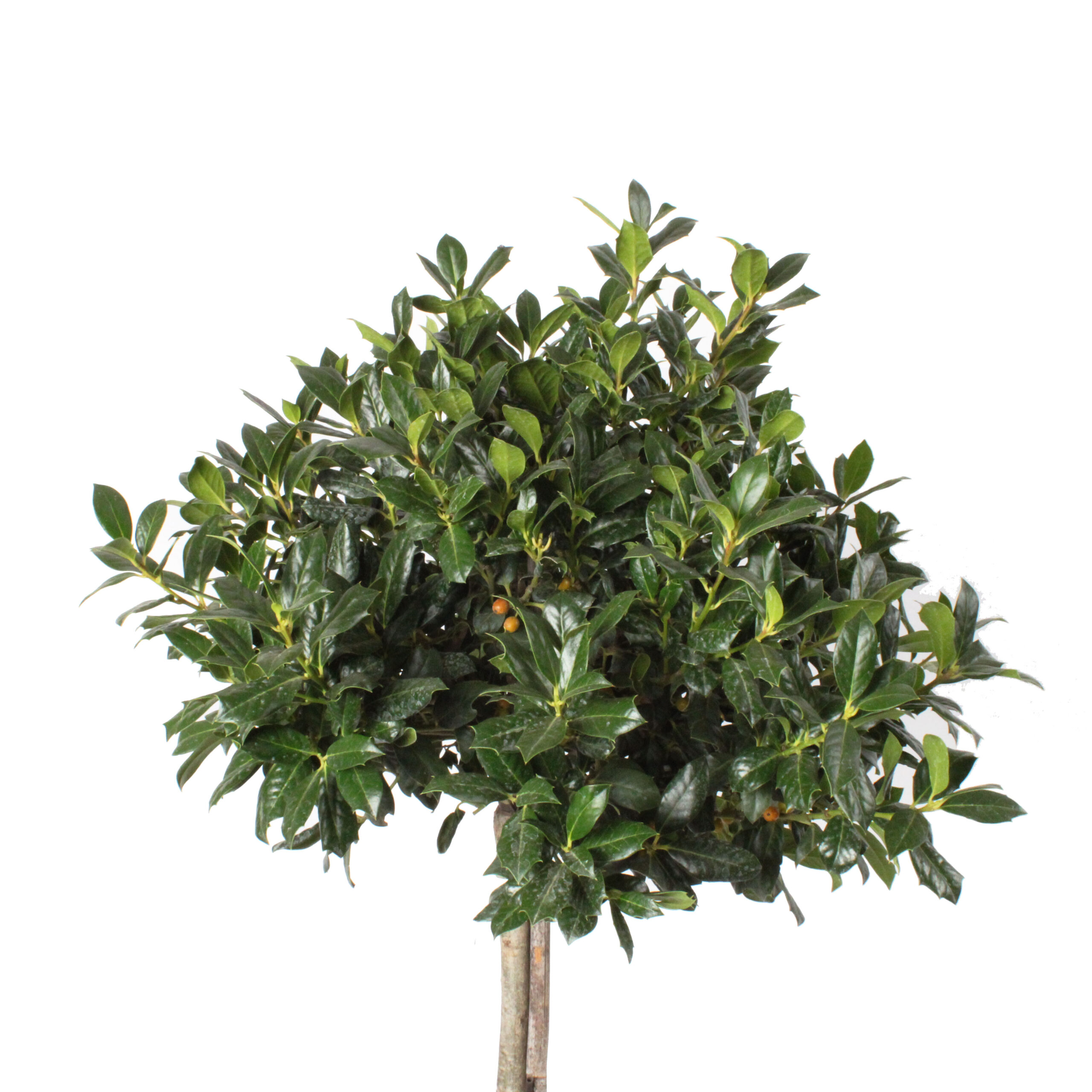 Ilex Mutchagara nellie R Stevens clt 15-18 (2)