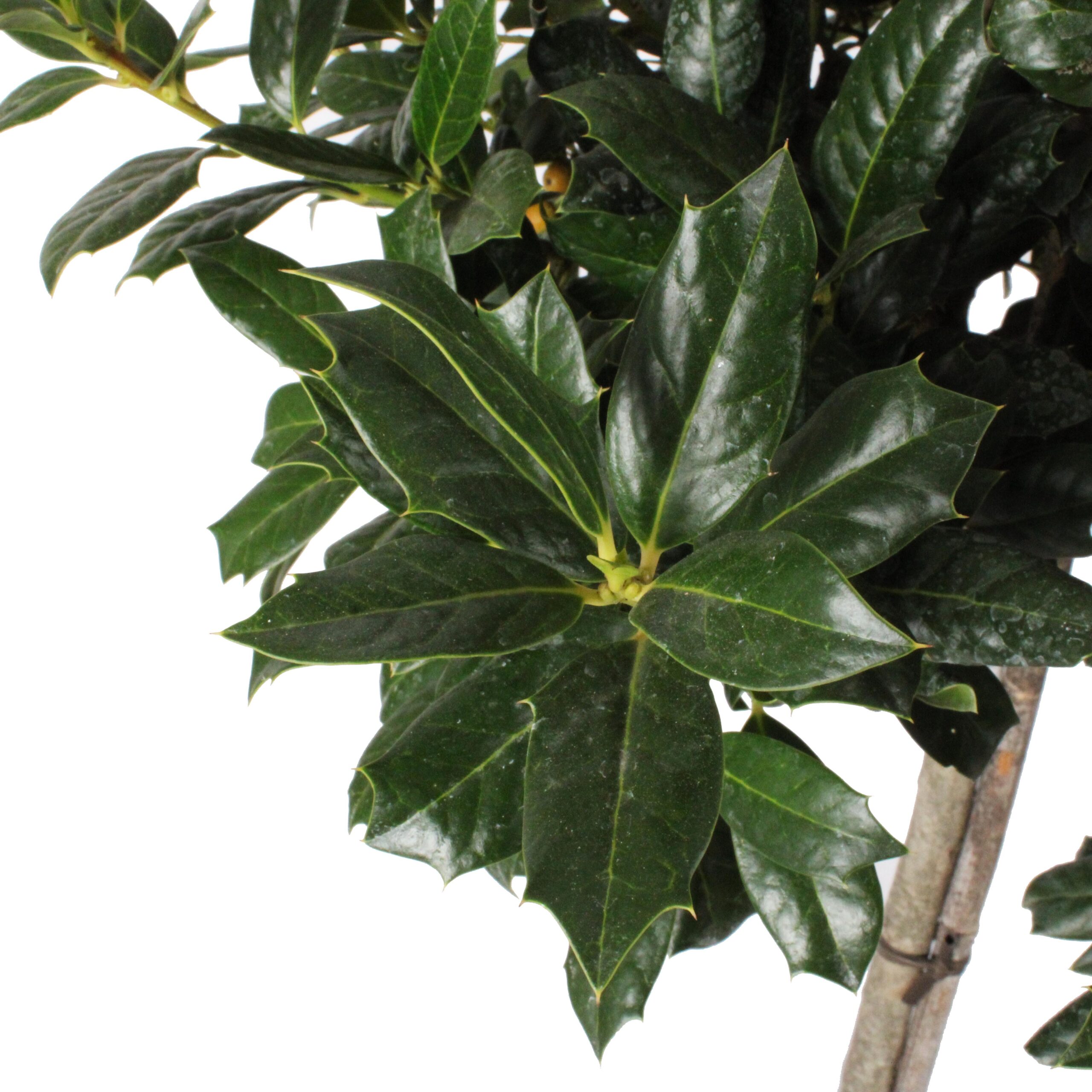 Ilex Mutchagara nellie R Stevens clt 15-18 (3)