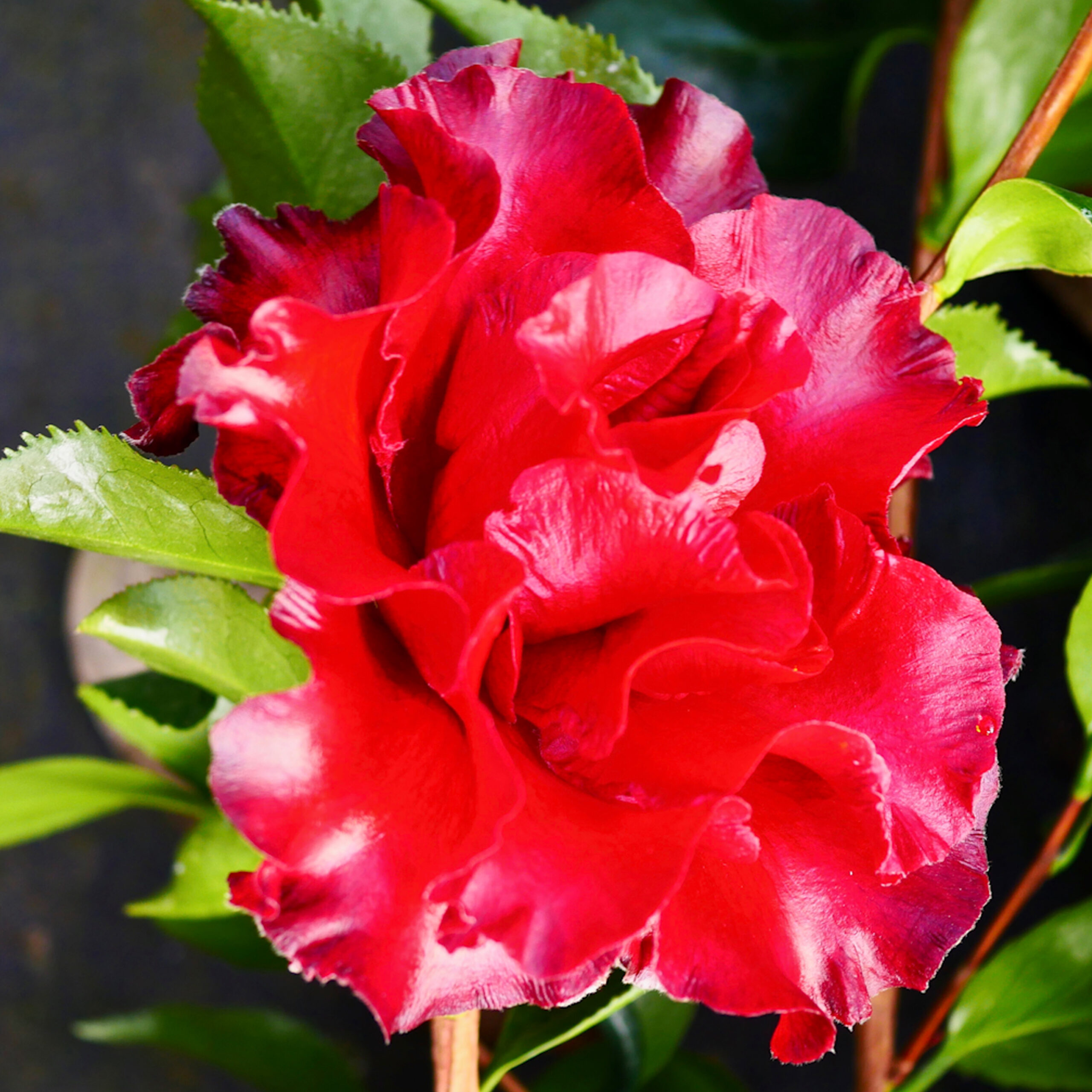 PTG-Camelia-BlackMagic-v17-h70-90_part1