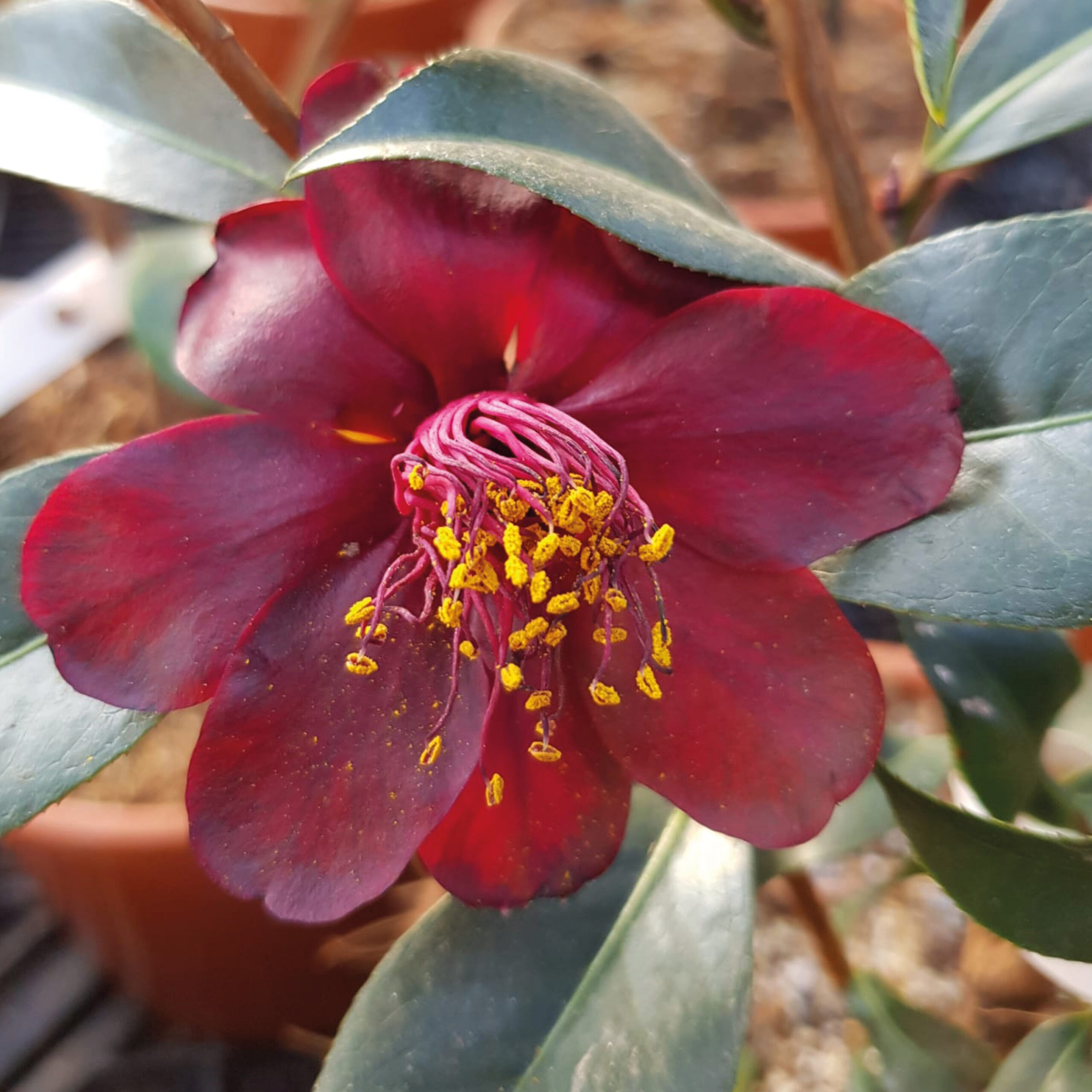 PTG-Camelia-NightRider-v17-h60-70-part3