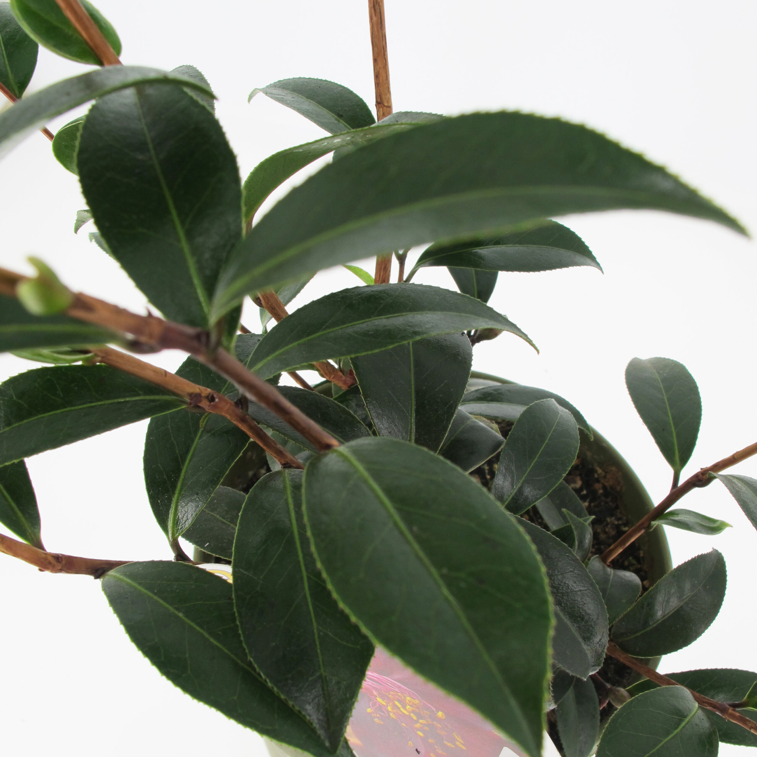 PTG-Camelia-NightRider-v17-h60-70_part2