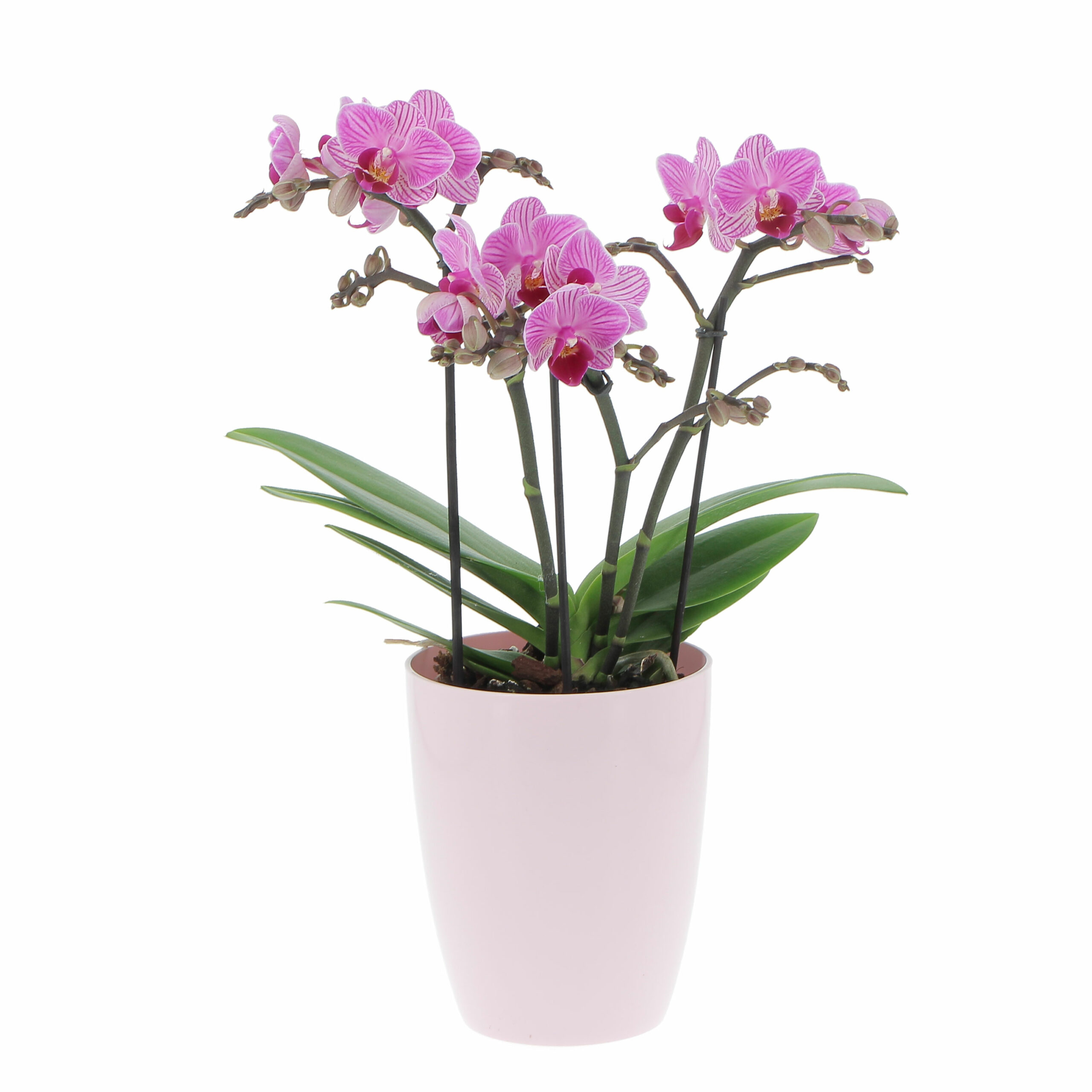 PTG-Phalaenopsis-Bouquetto-Delight-v12-h45-elho-brussel-12,5-soft-pink