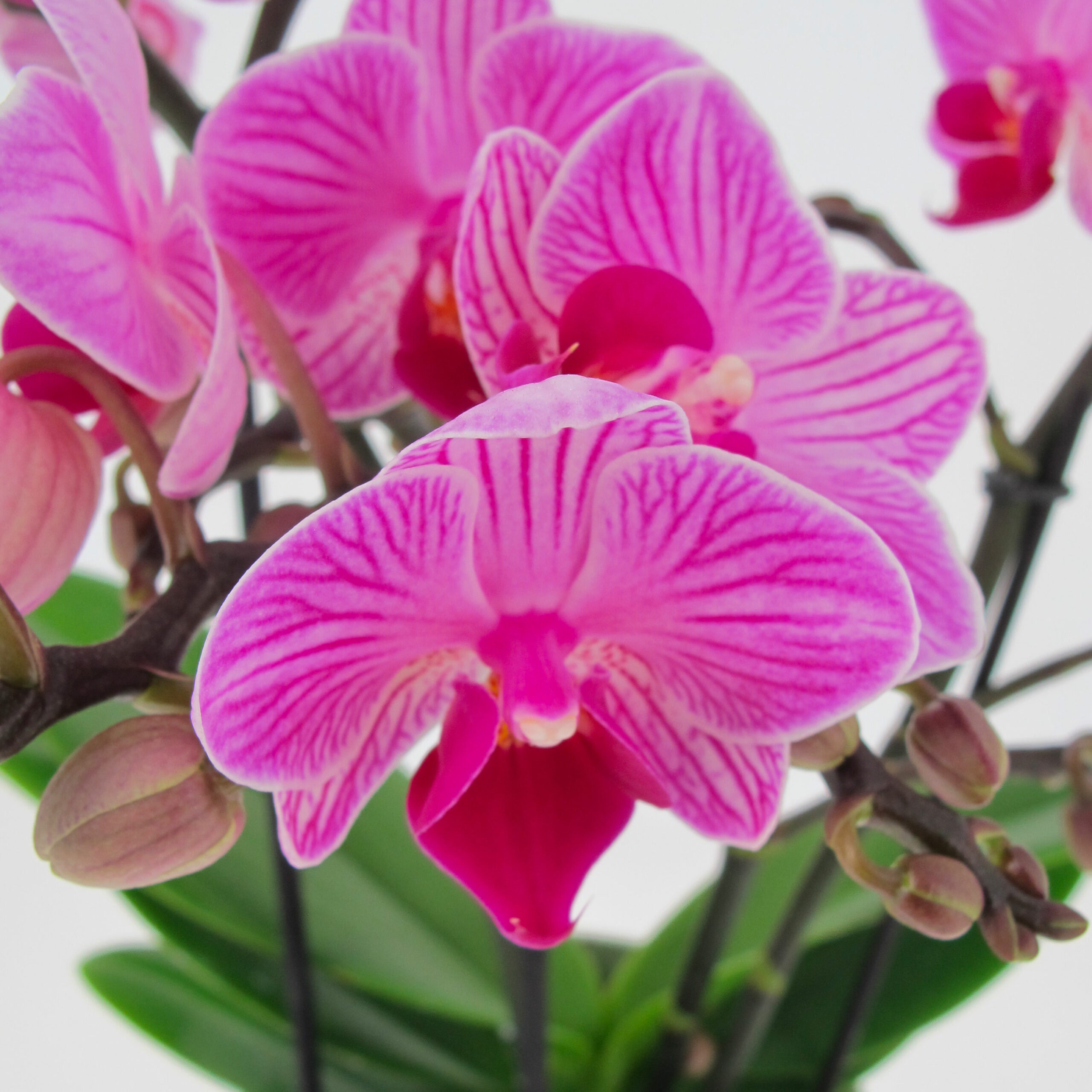 PTG-Phalaenopsis-Bouquetto-Delight-v12-h45-part1