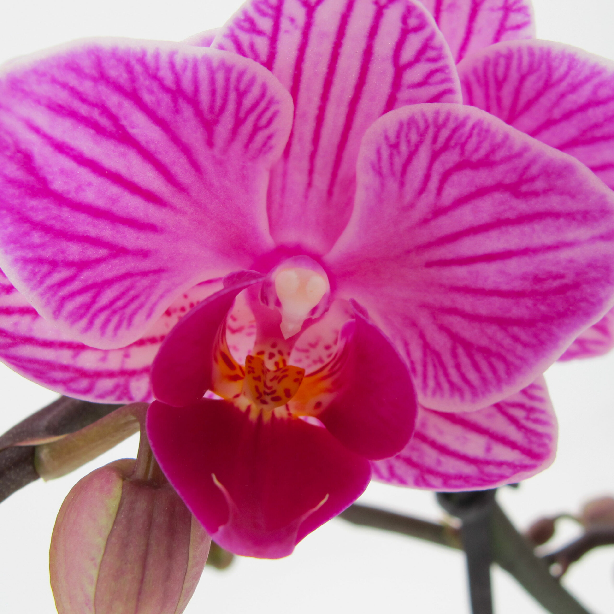 PTG-Phalaenopsis-Bouquetto-Delight-v12-h45-part2