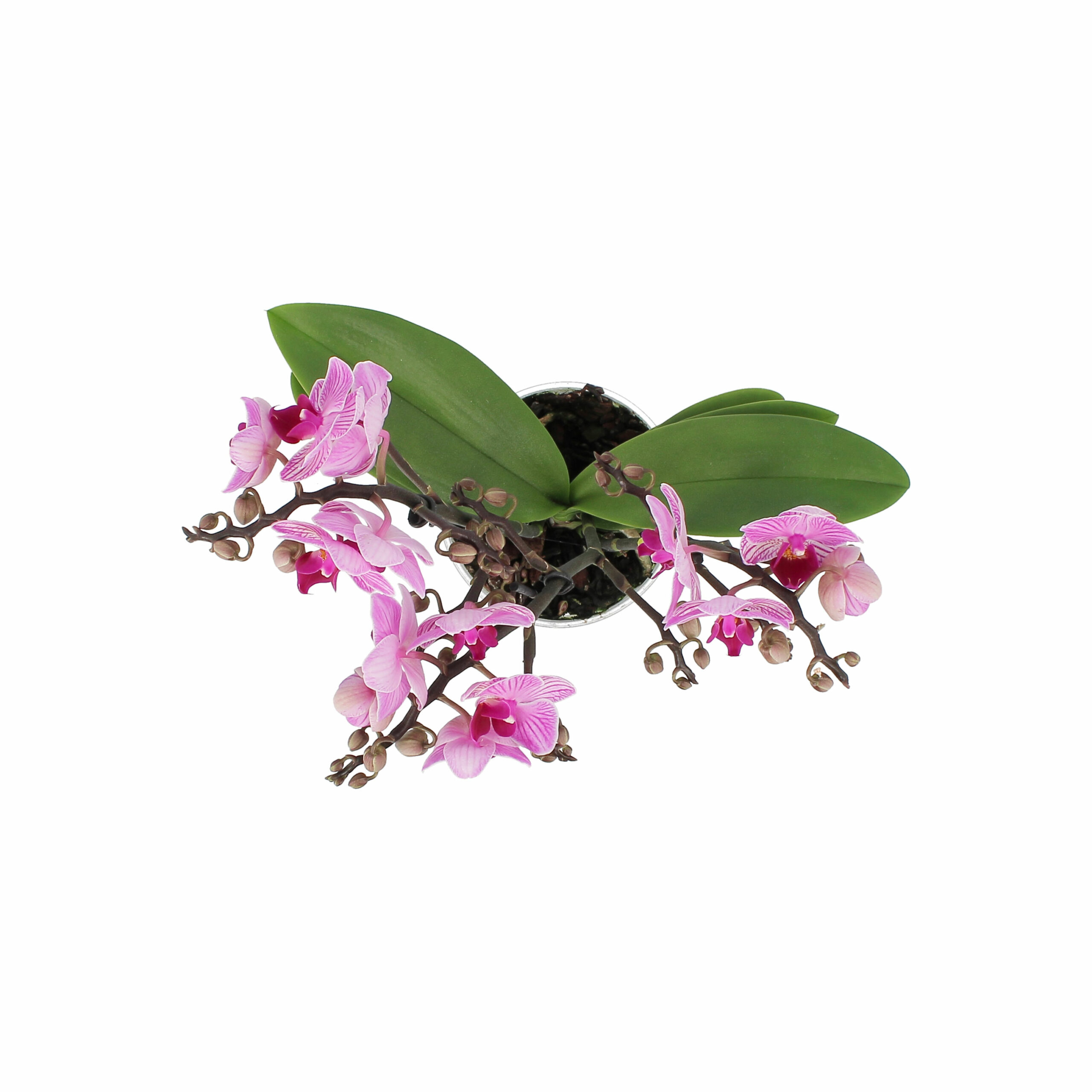 PTG-Phalaenopsis-Bouquetto-Delight-v12-h45-sopra