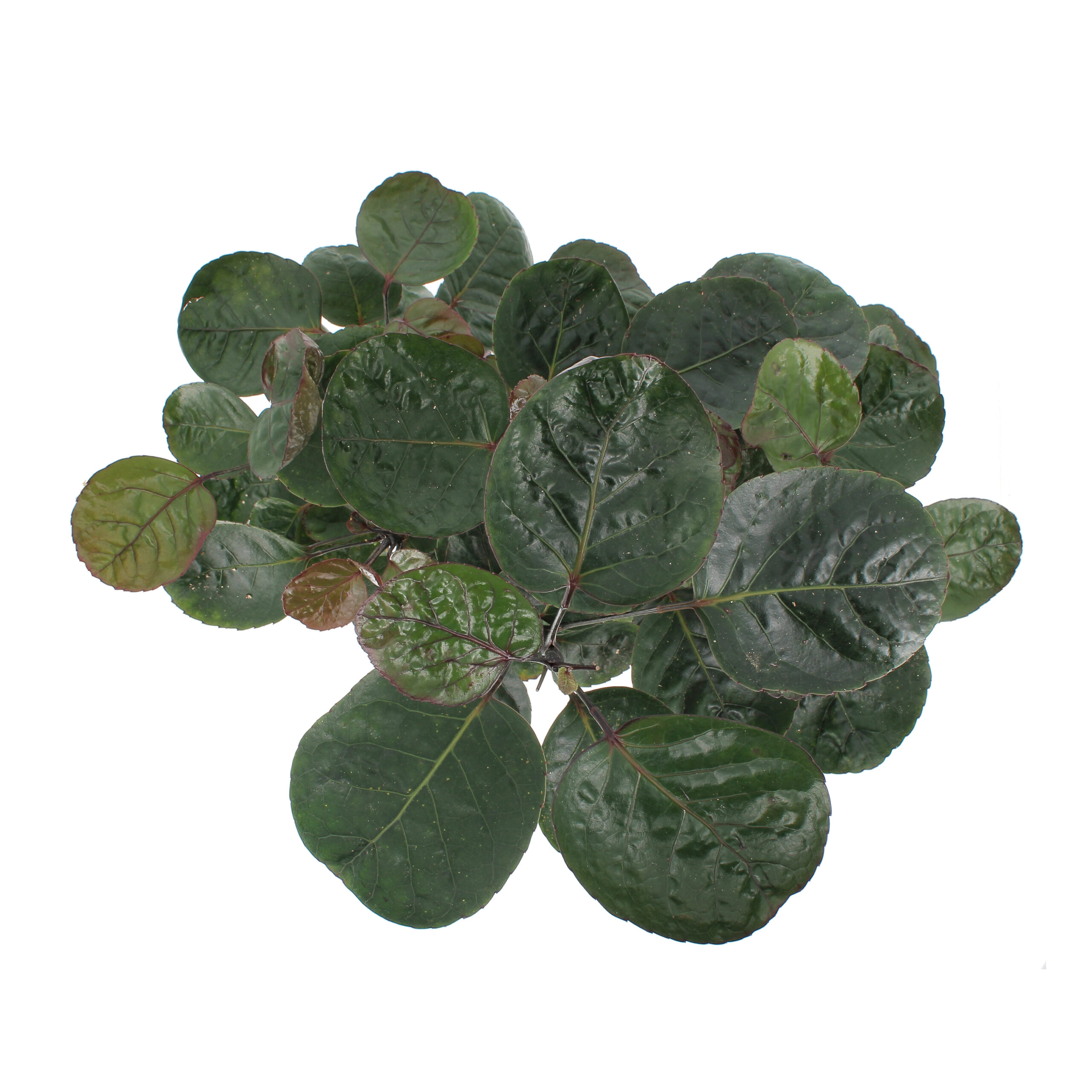 PTG-Polyscias-Fabian-v17-h70-80-sopra