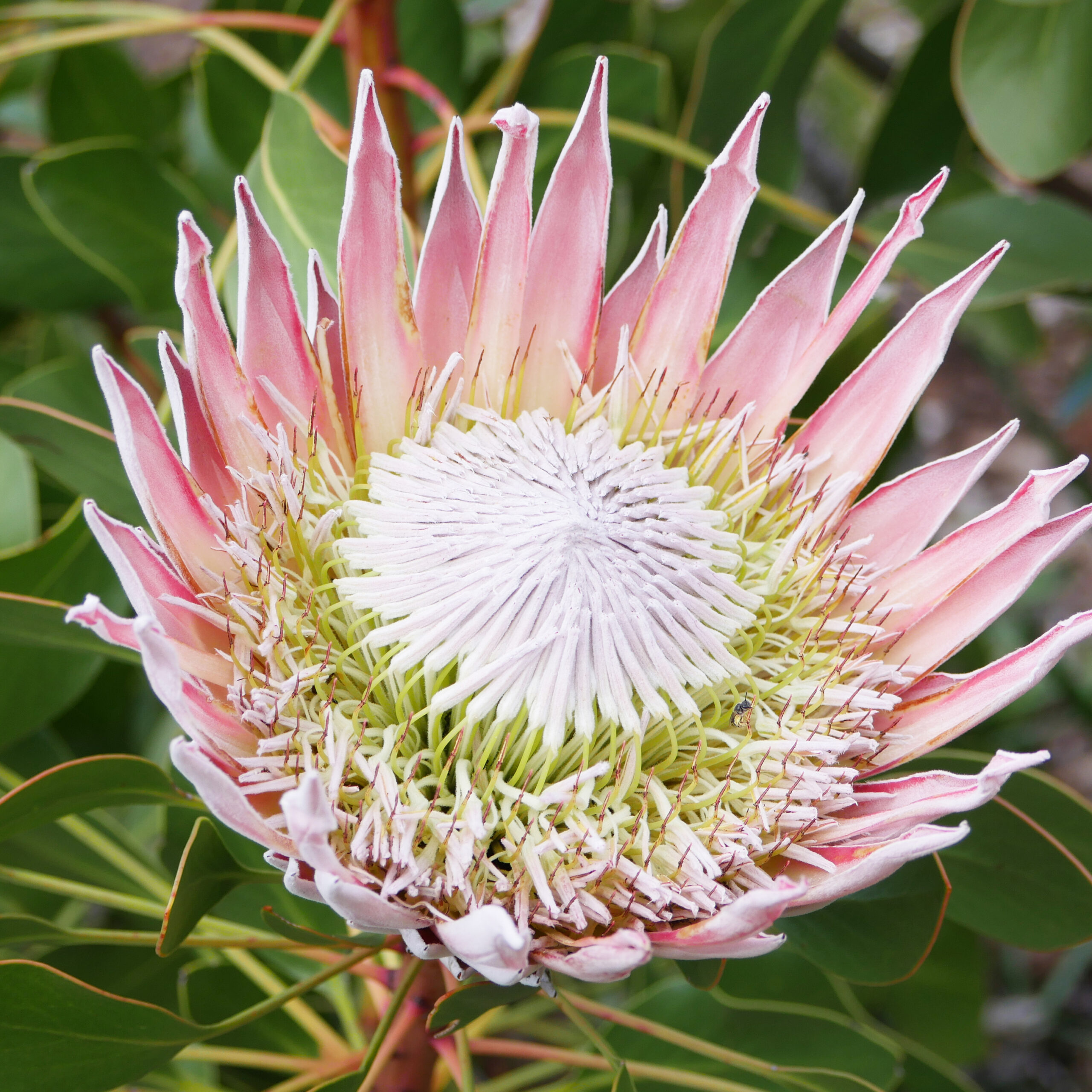 PTG-Protea-Pink-King-v17-h30-40_part1