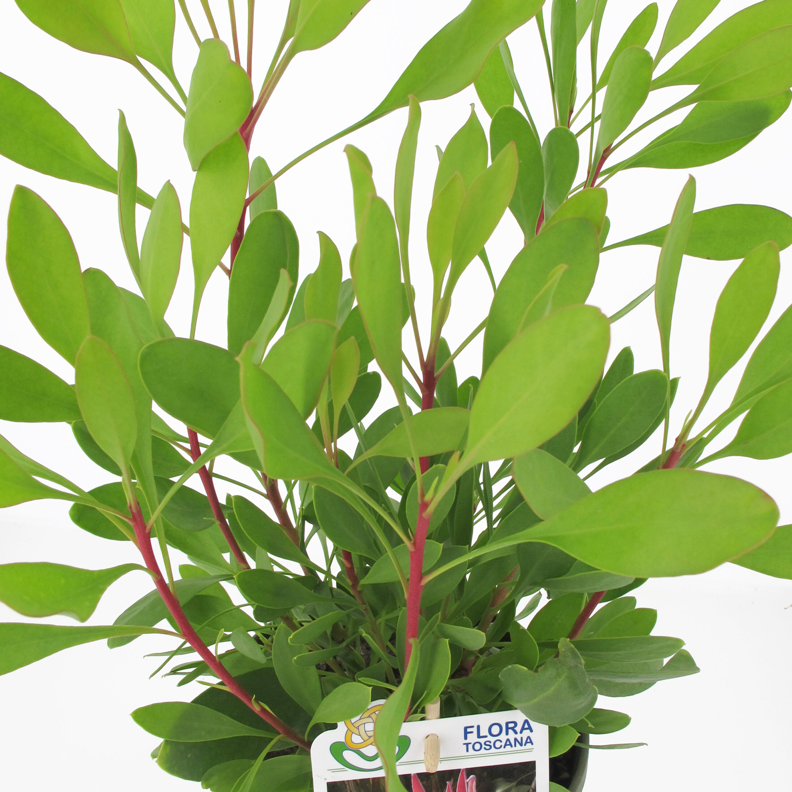 PTG-Protea-Pink-King-v17-h30-40_part2