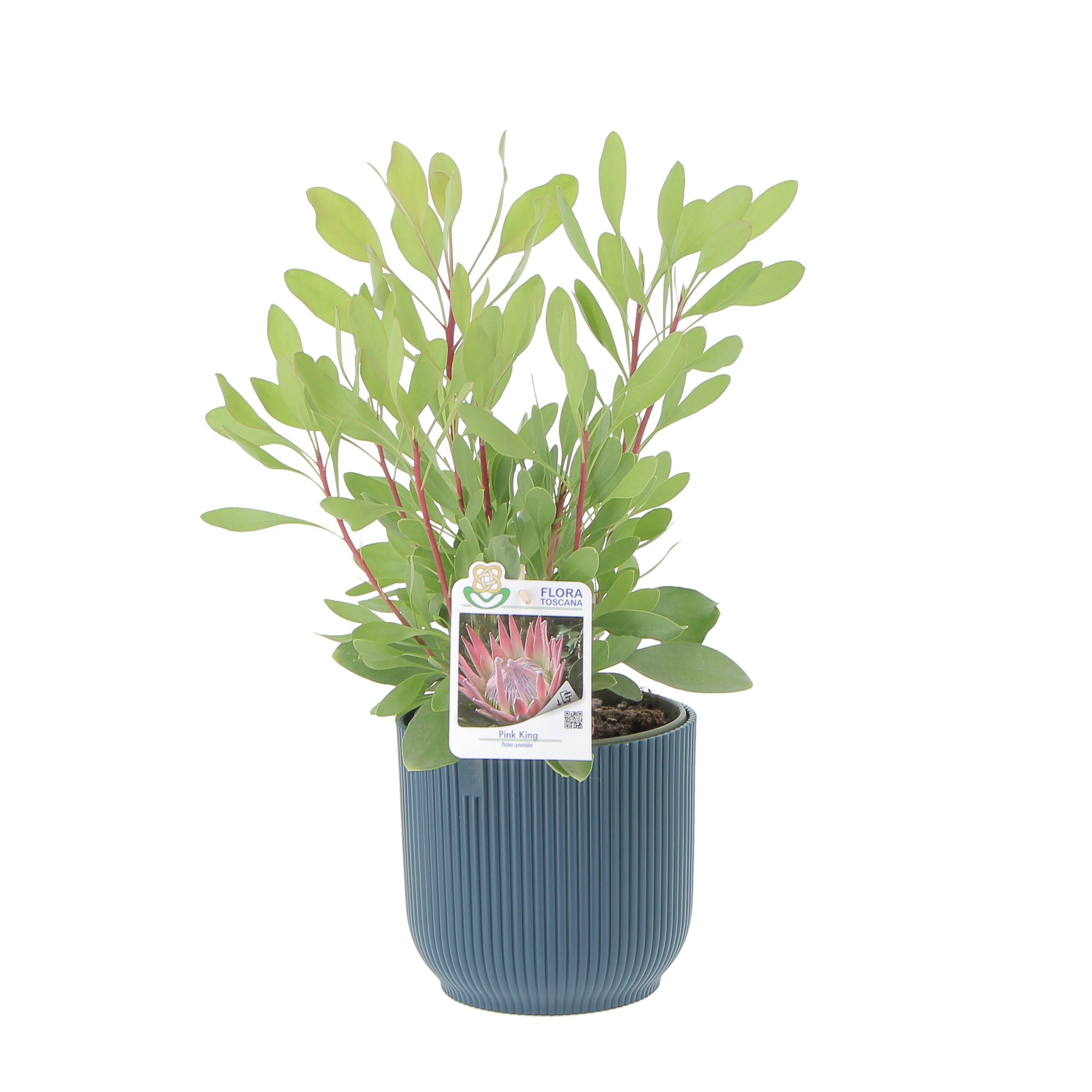 PTG-Protea-Pink-King-v17-h30-40_vibes-18-deep-blu