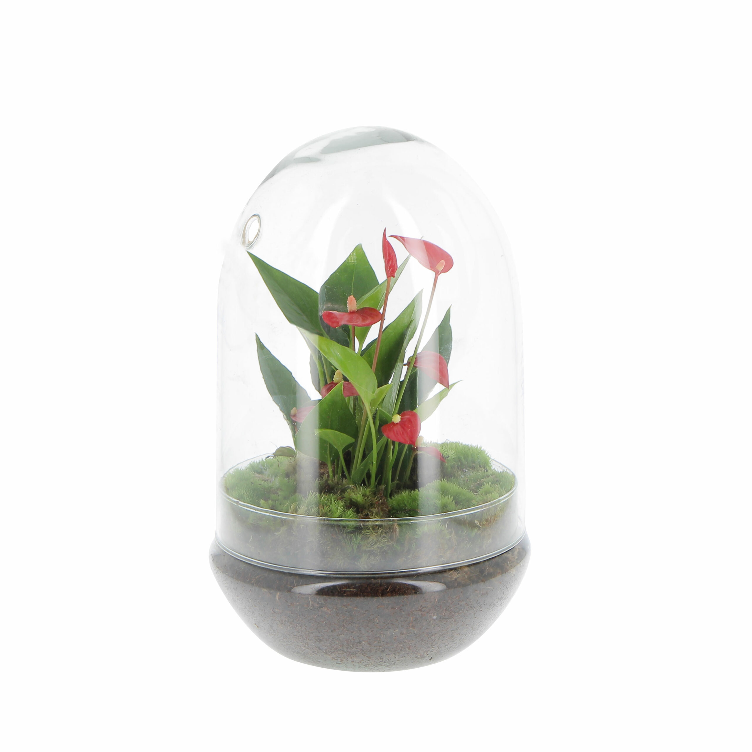 PTG-Anthurium-vetro-v14-h30-frontale3