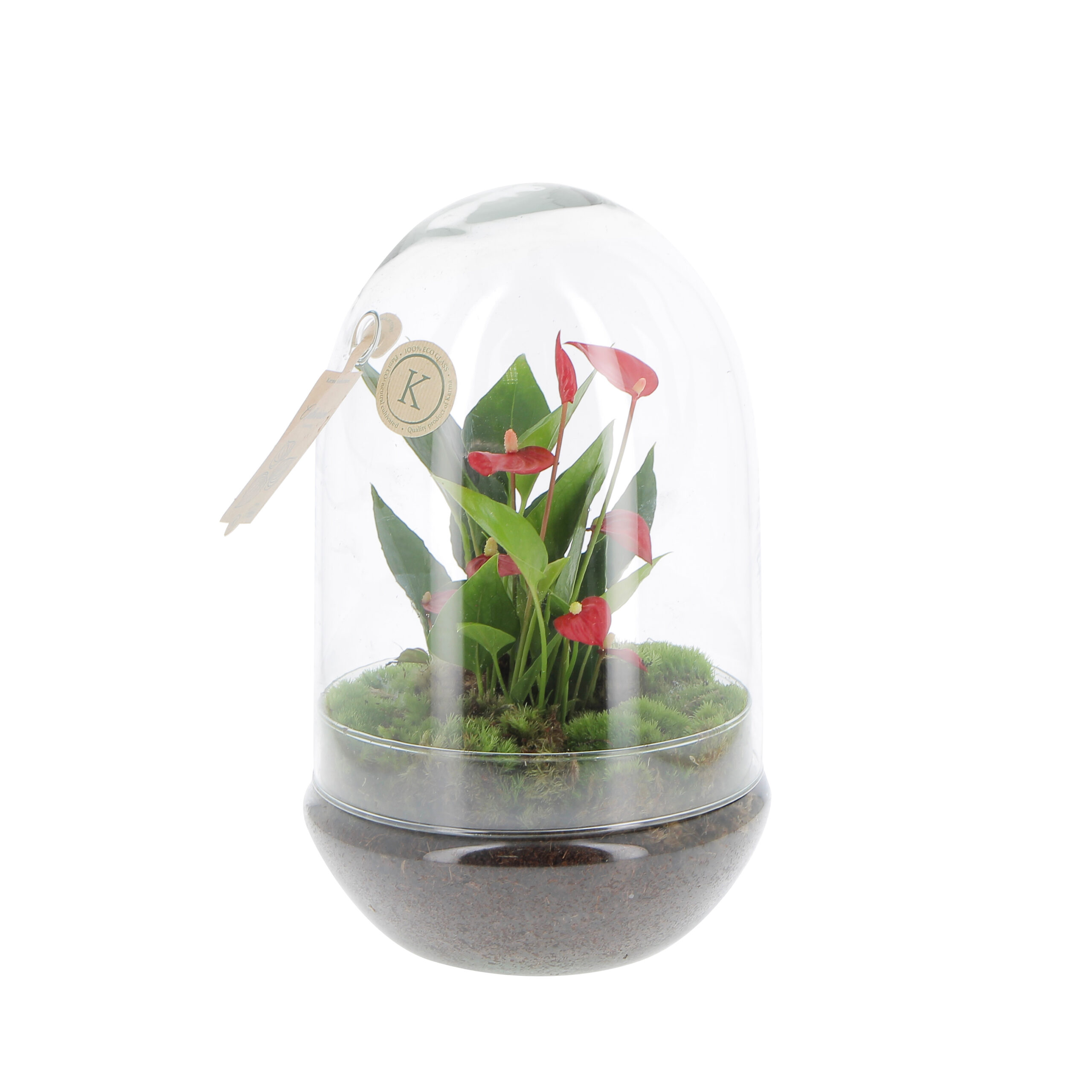 PTG-Anthurium-vetro-v14-h30_frontale