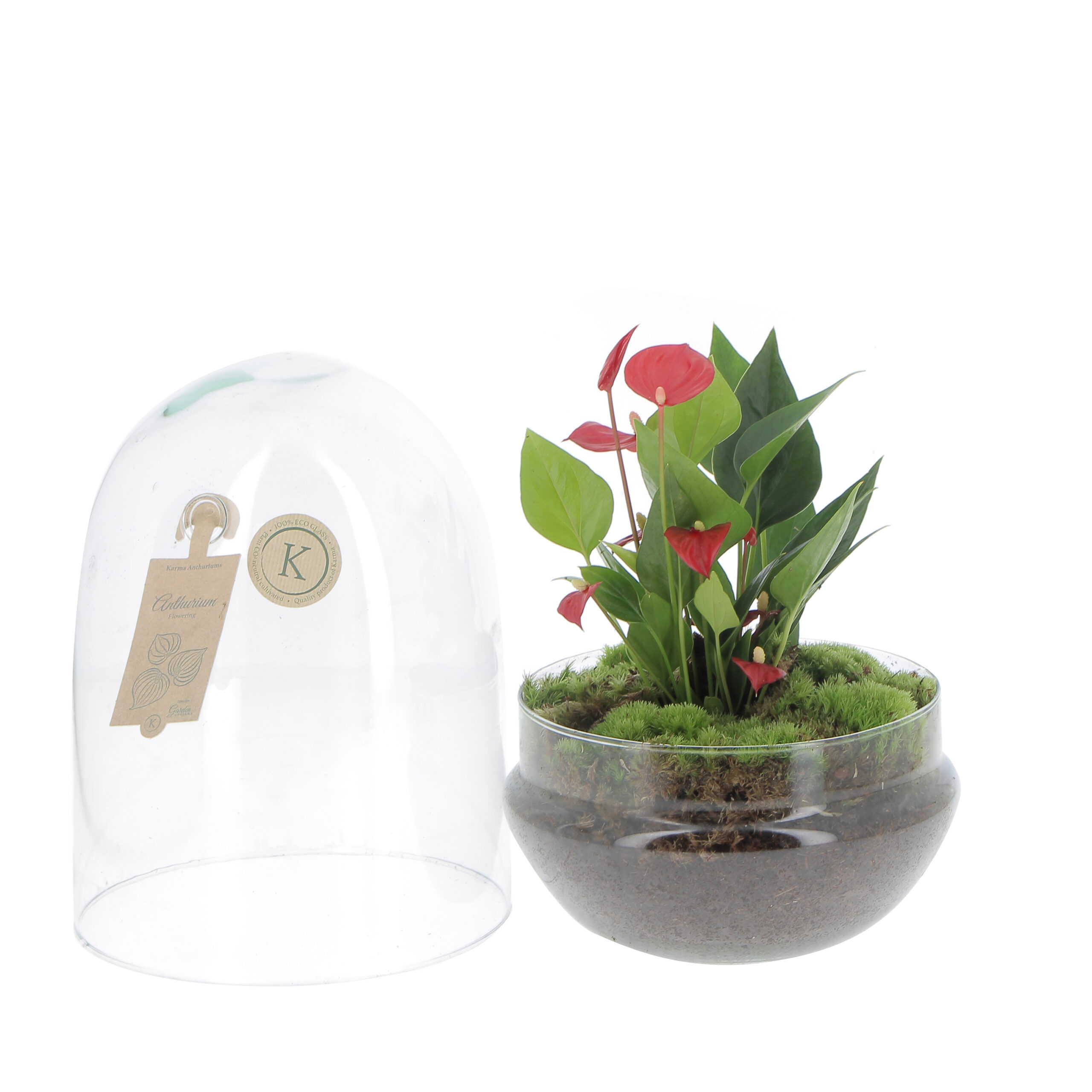 PTG-Anthurium-vetro-v14-h30_frontale2