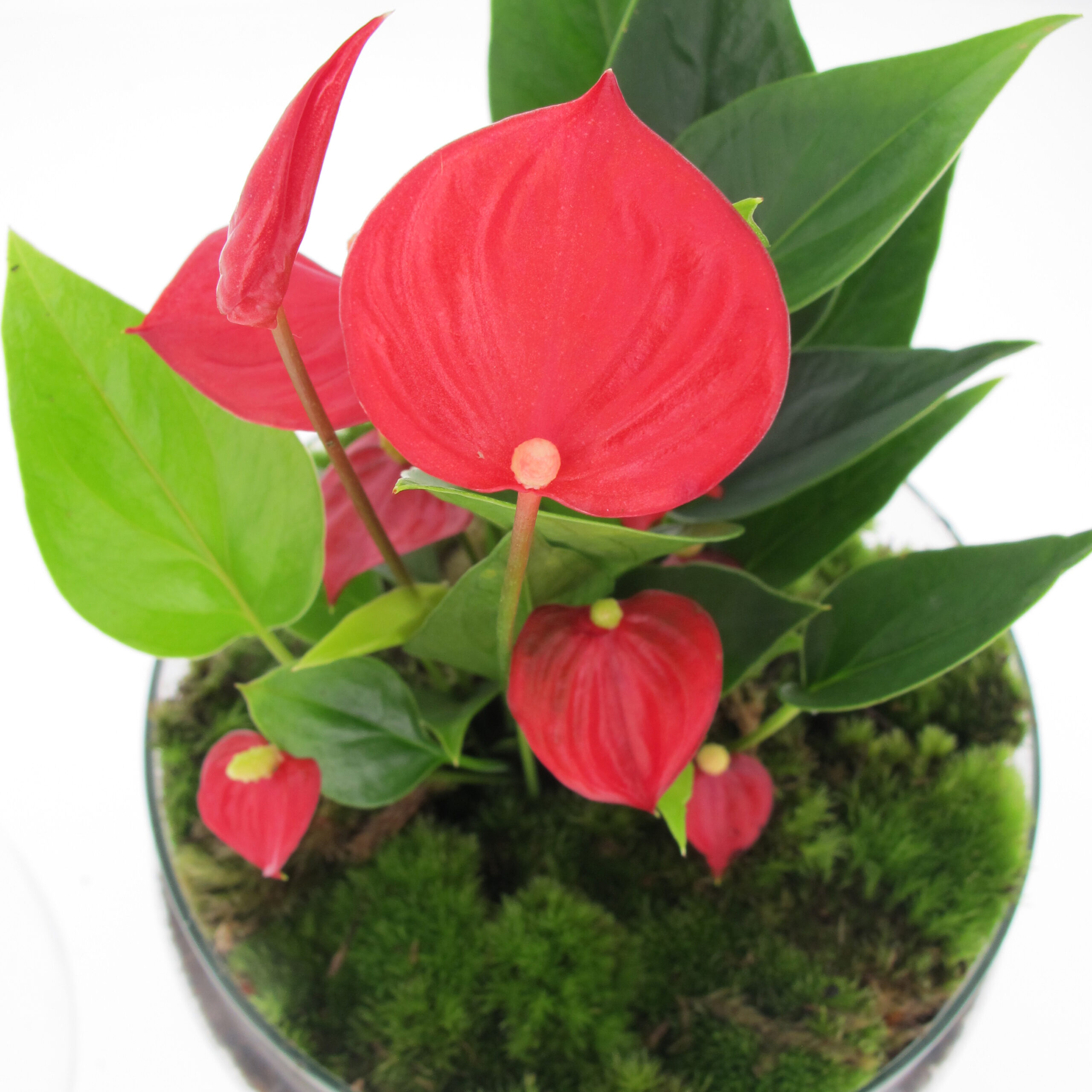 PTG-Anthurium-vetro-v14-h30_part1
