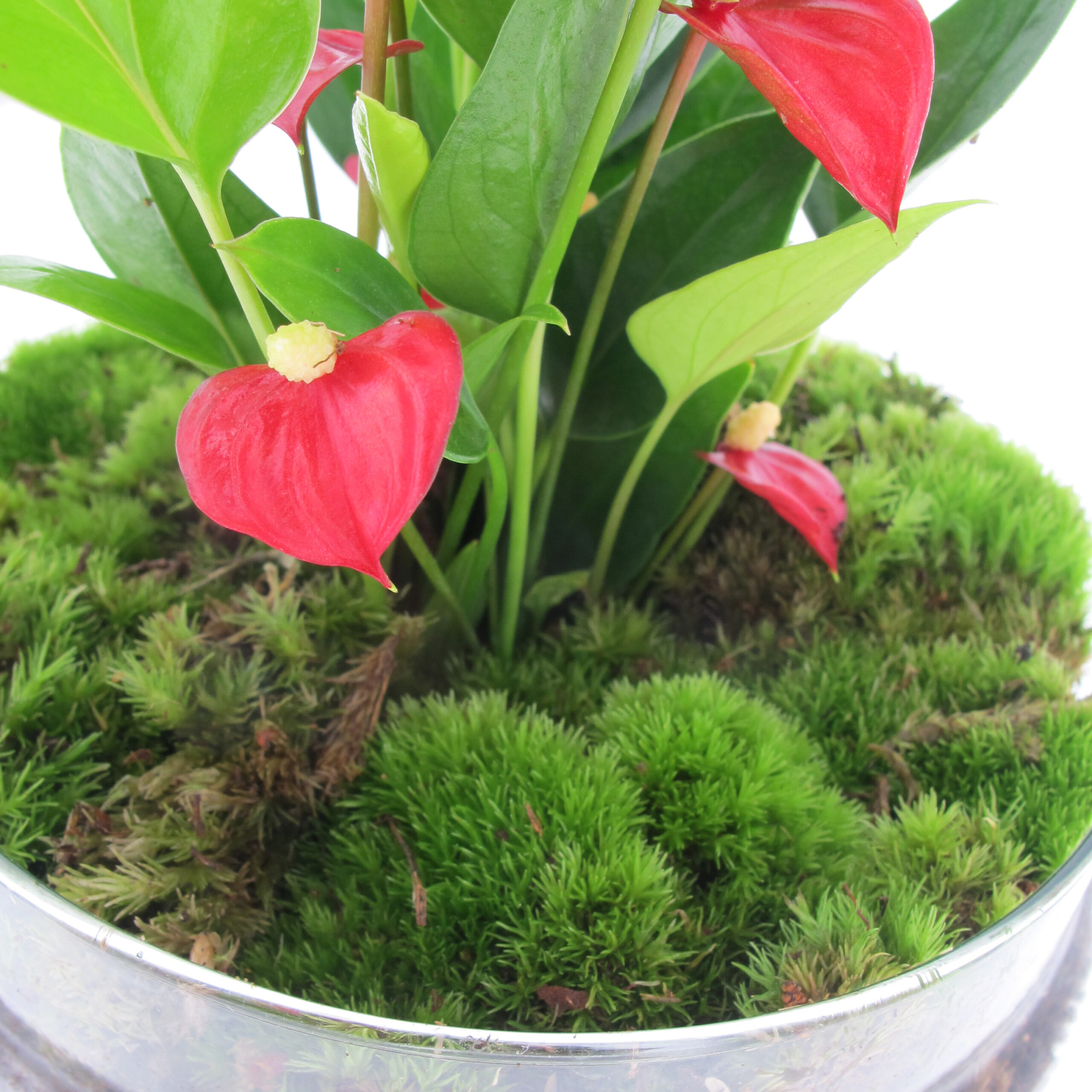 PTG-Anthurium-vetro-v14-h30_part2