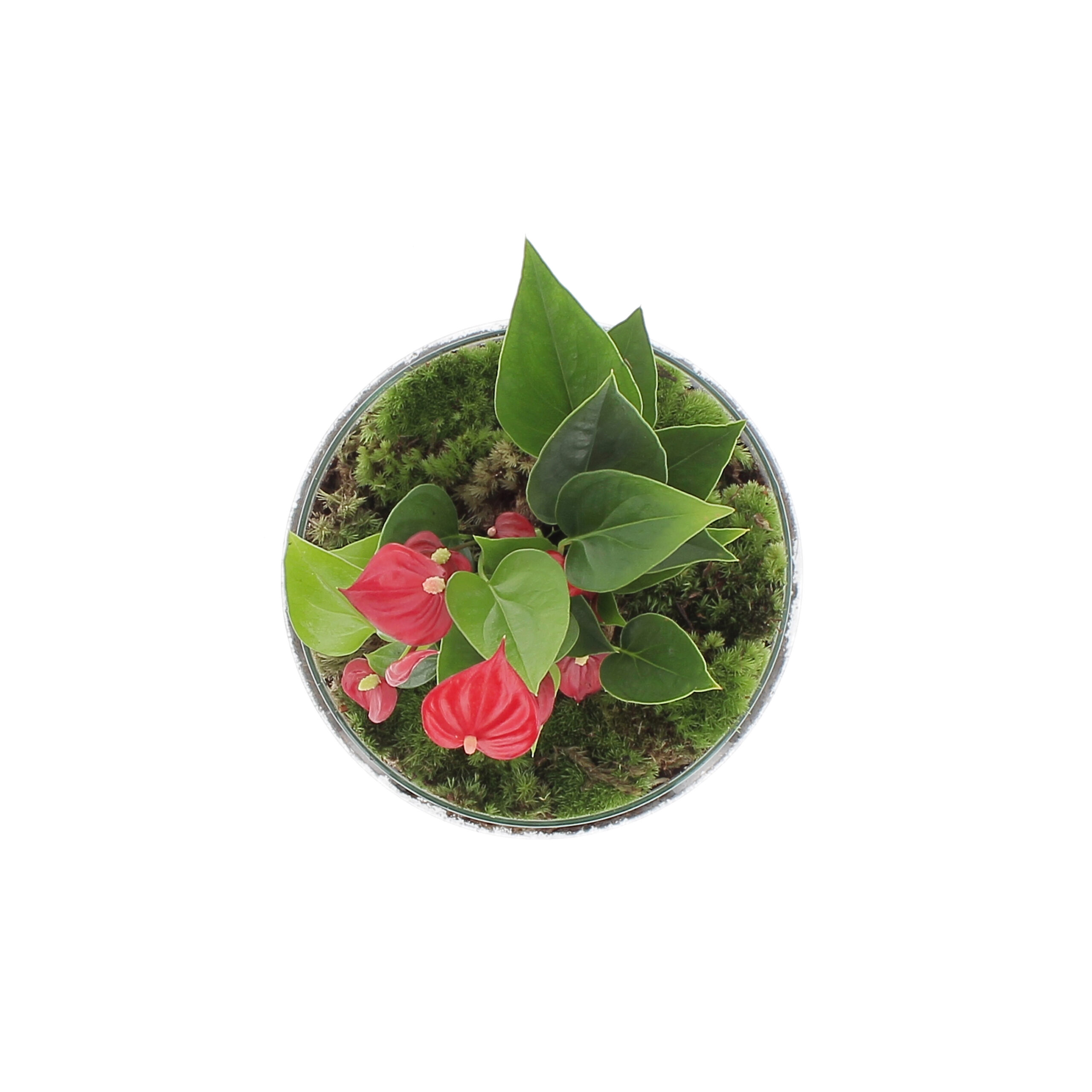 PTG-Anthurium-vetro-v14-h30_sopra