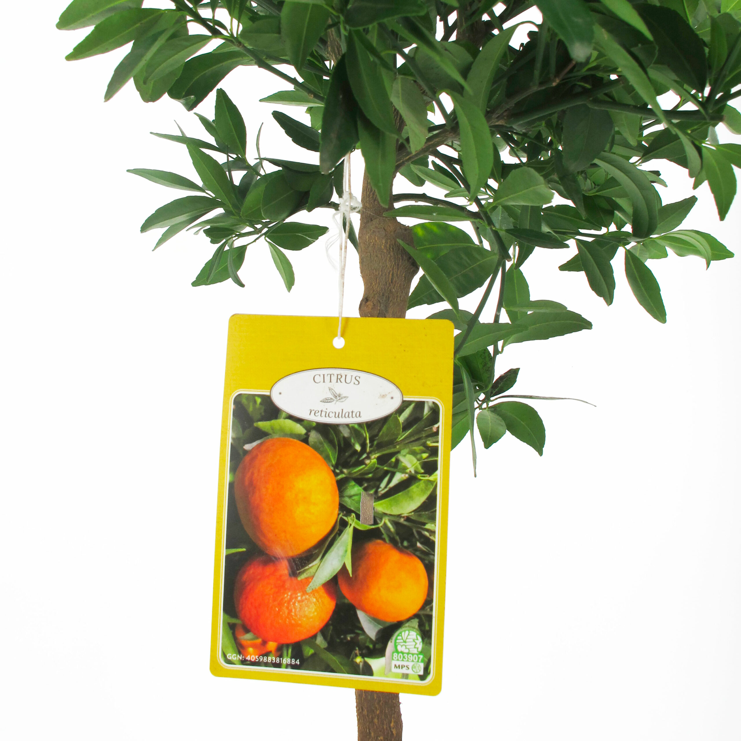 PTG-Citrus-Reticulata-v20-h-70-80-part1