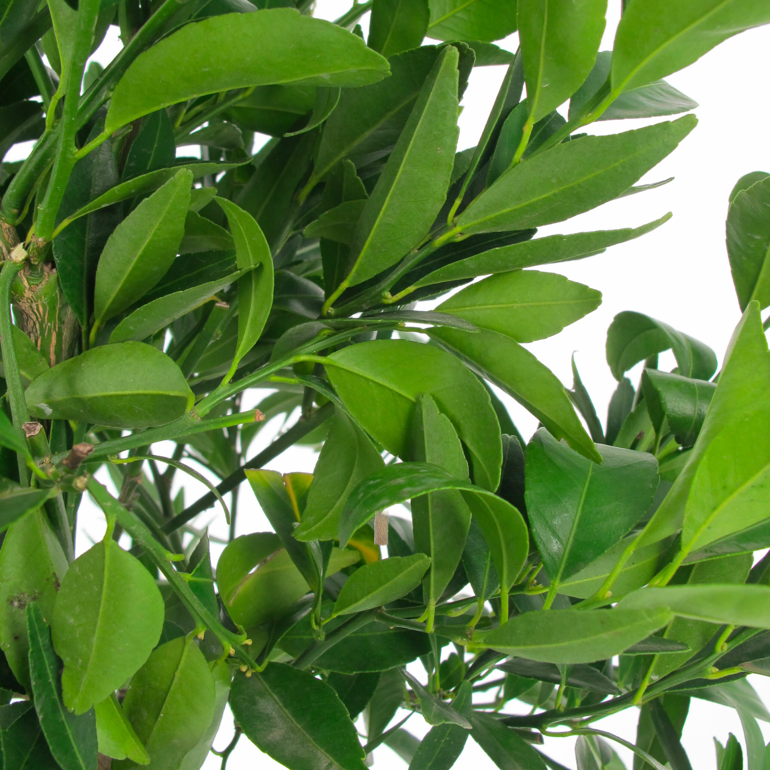 PTG-Citrus-Reticulata-v20-h-70-80-part2