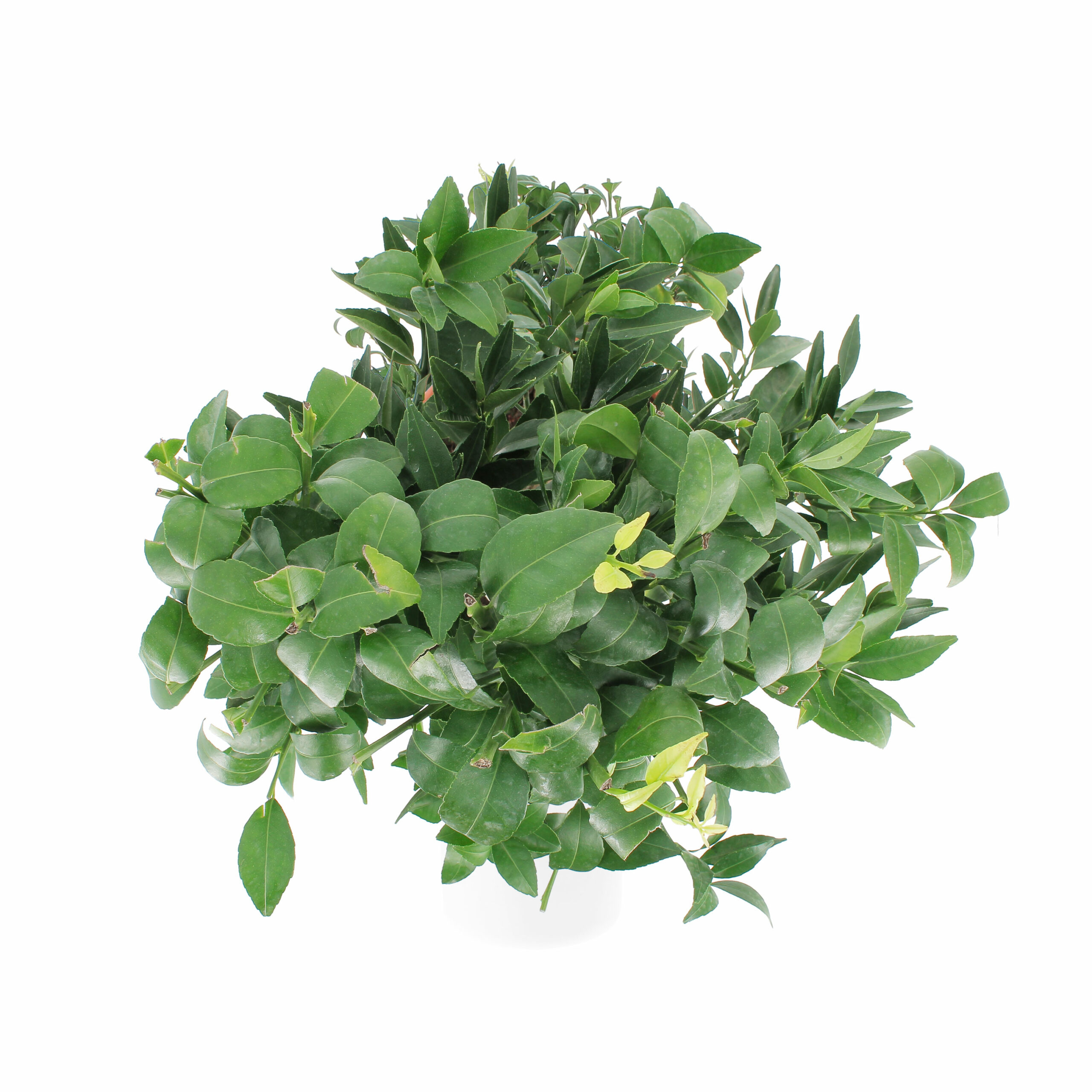 PTG-Citrus-Reticulata-v20-h-70-80-sopra
