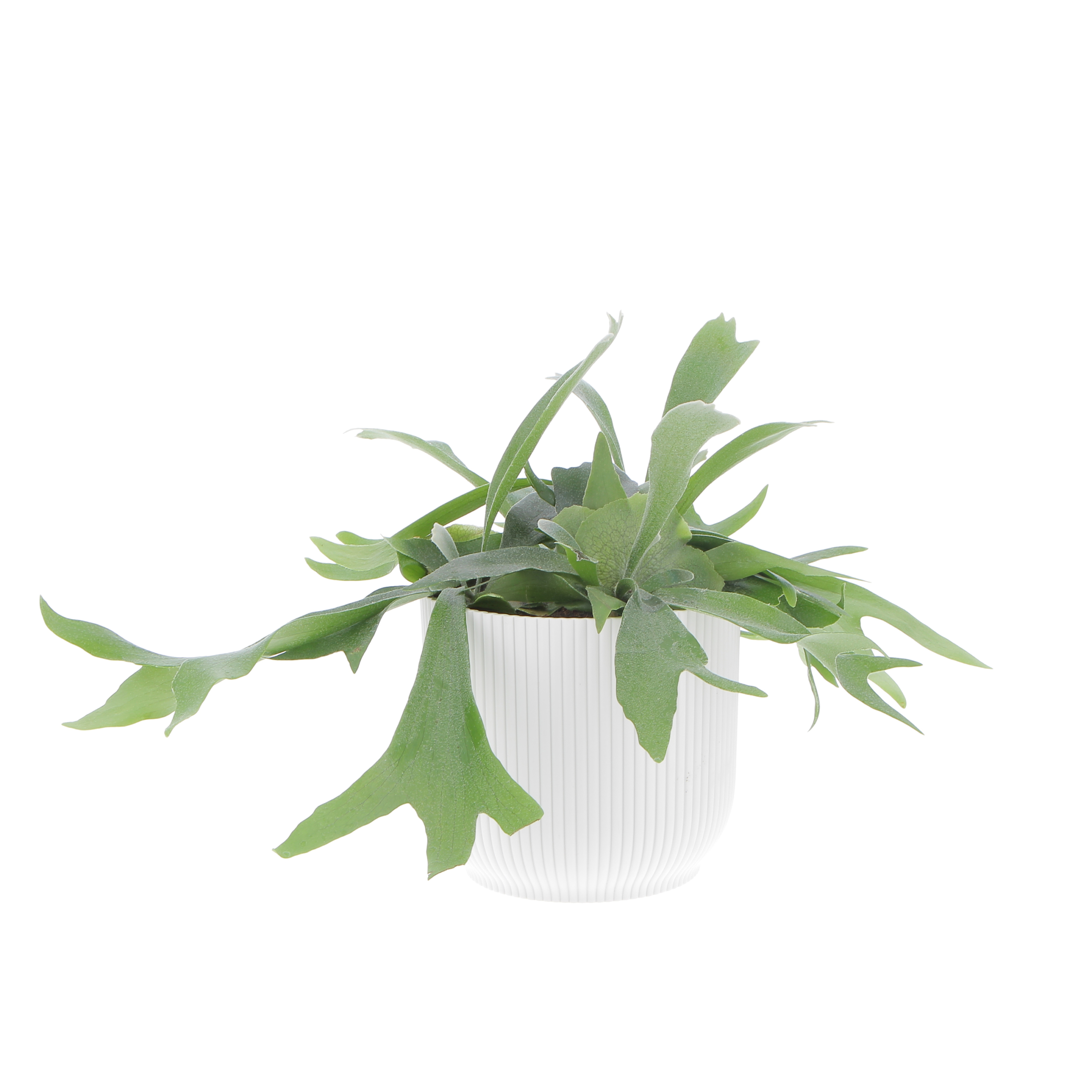 PTG-Platycerium-Bifurcatum-v17-ricadente_elho-vibes18-silky-white