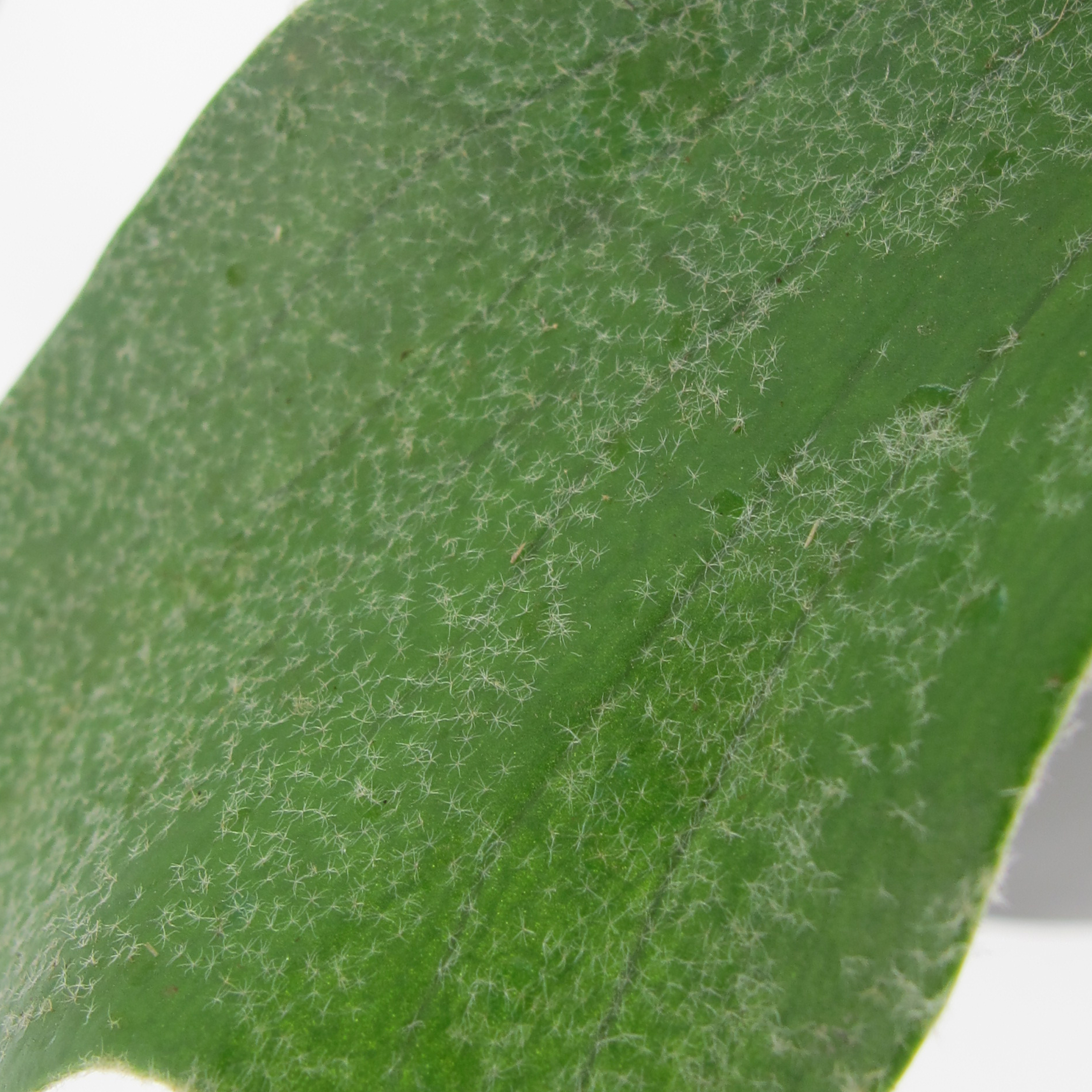 PTG-Platycerium-Bifurcatum-v17-ricadente_part2