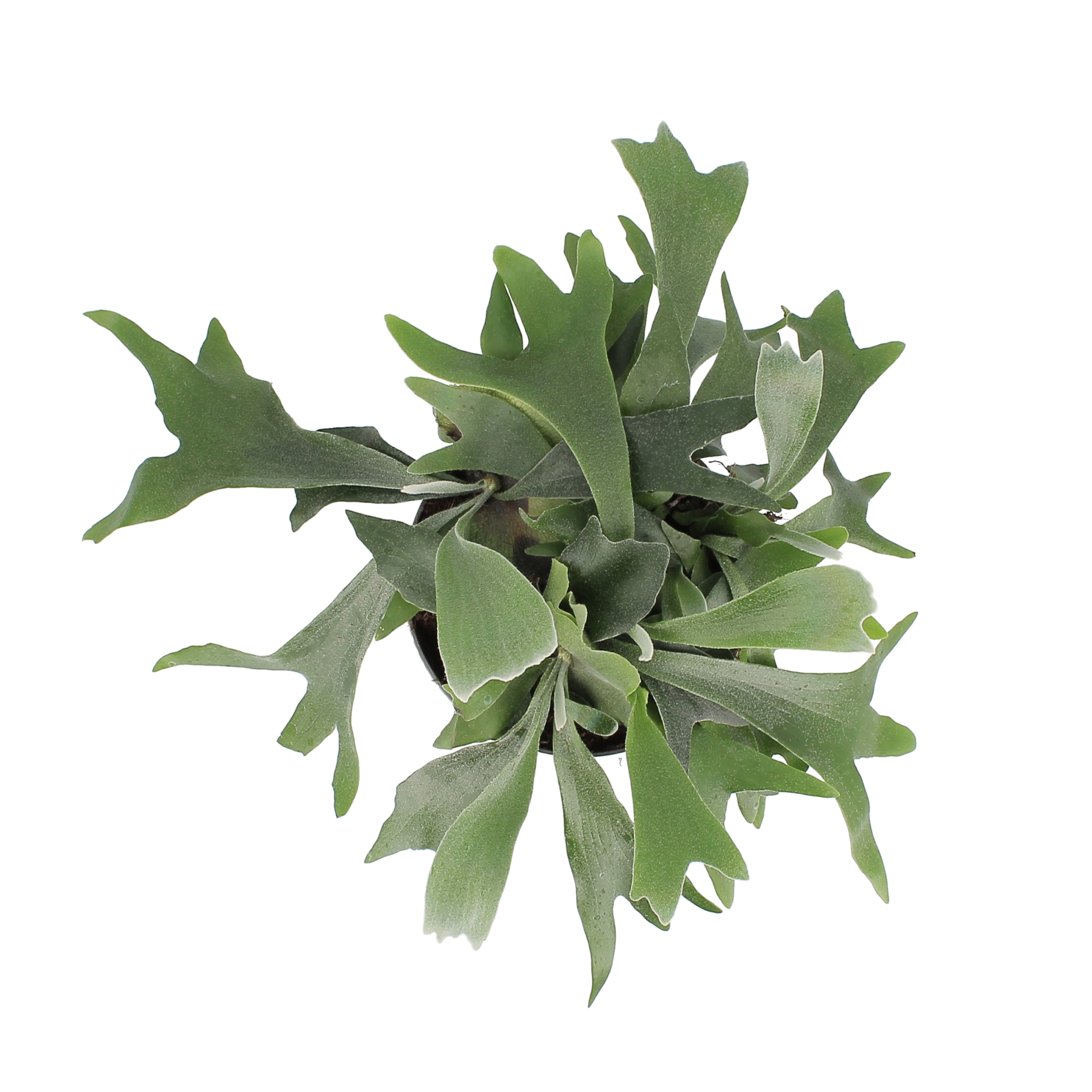 PTG-Platycerium-Bifurcatum-v17-ricadente_sopra