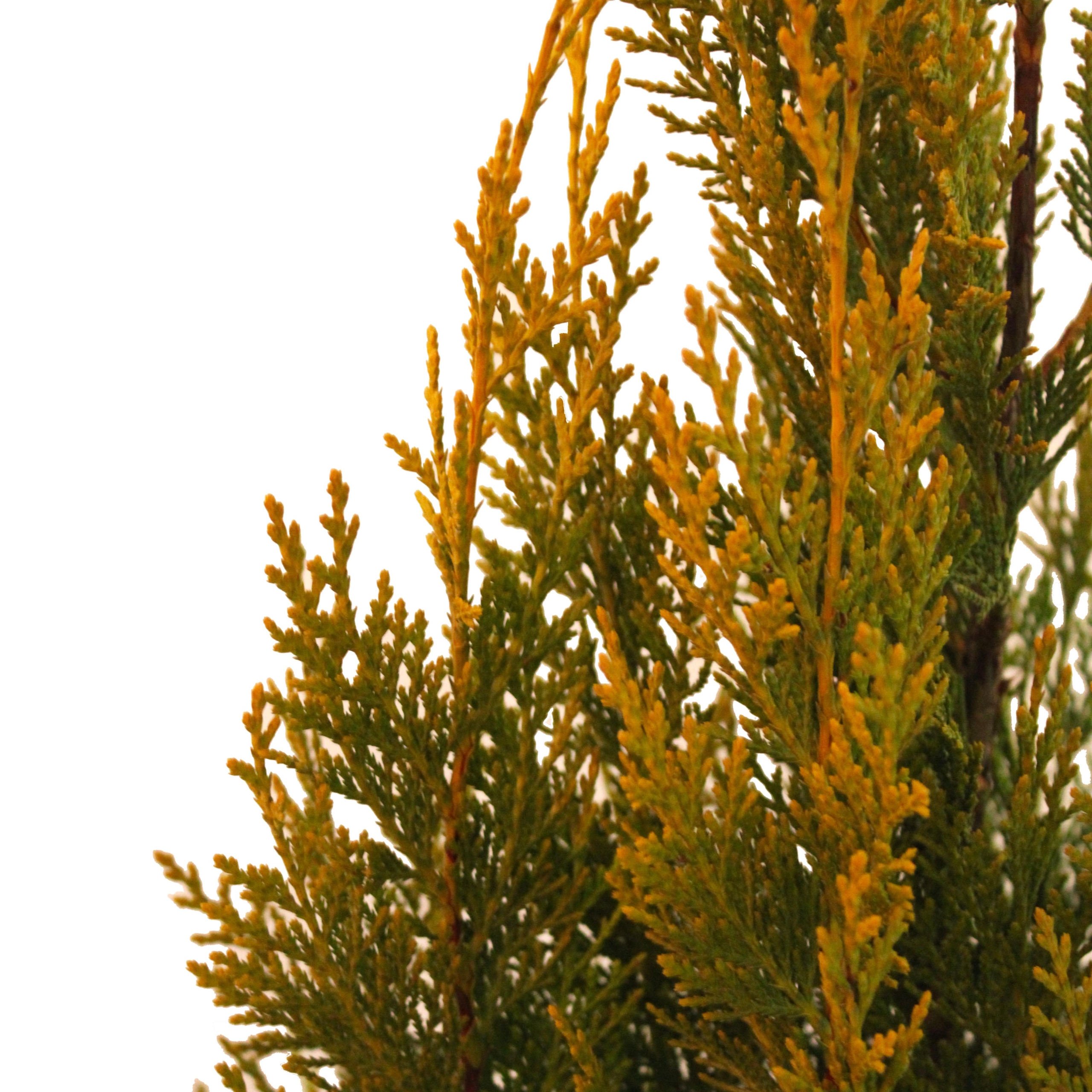 Cupressocyparis L Pyramidalis Aurea Vaso 24 (5)