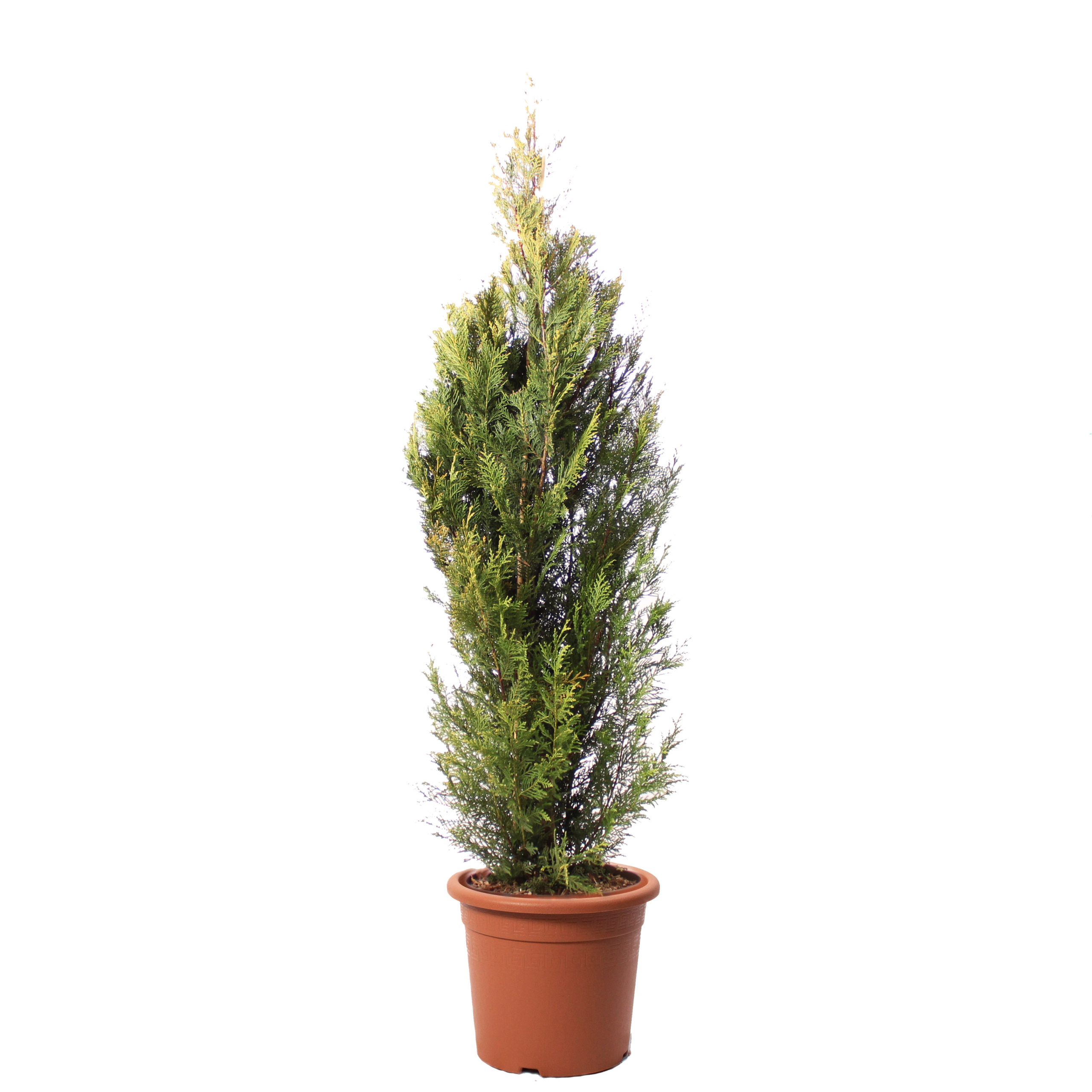 Cupressocyparis L Pyramidalis Vaso 30 (2)