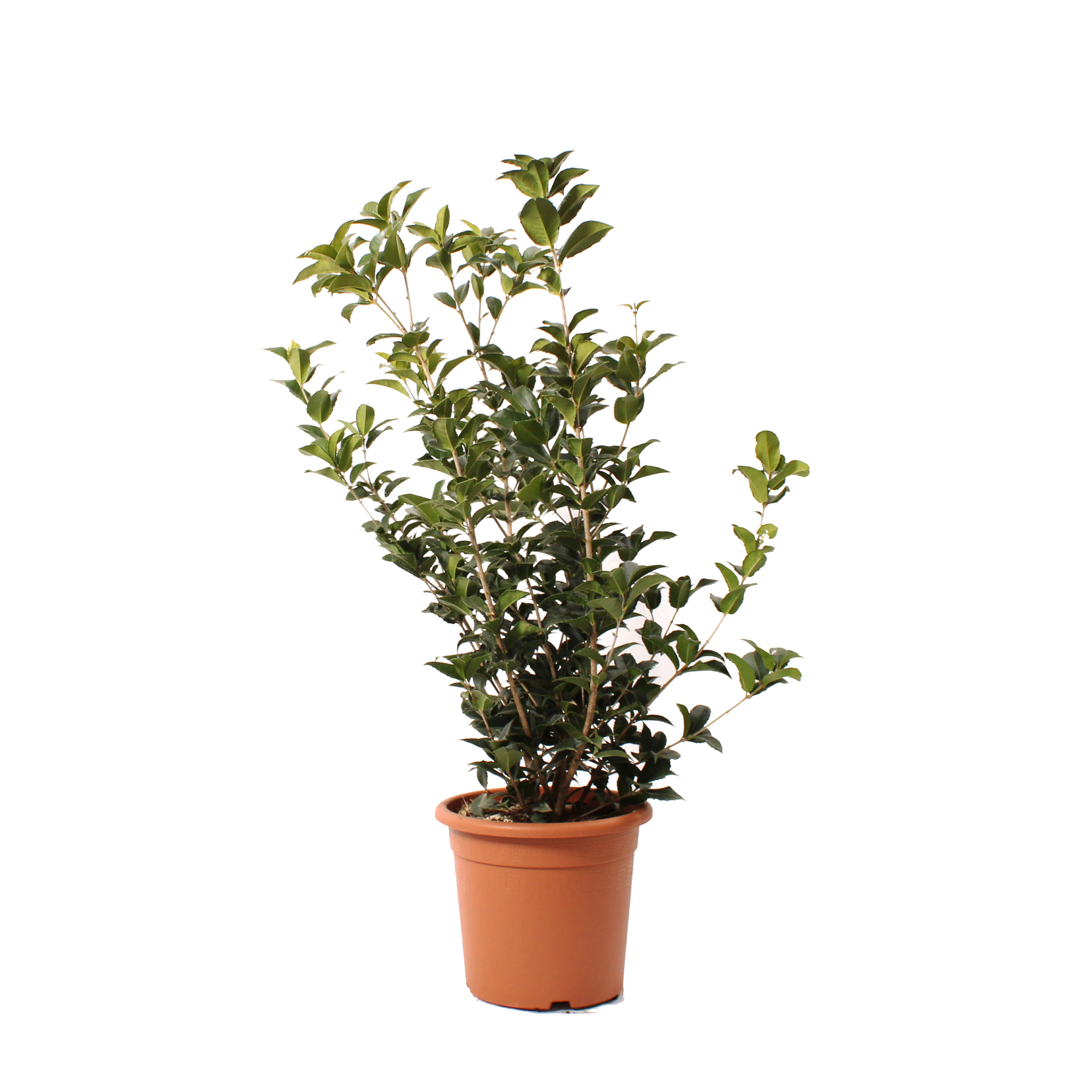 Osmanthus Aquifolium vaso 24 (10)